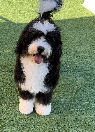 Black and white fluffy puppy standing on green grass