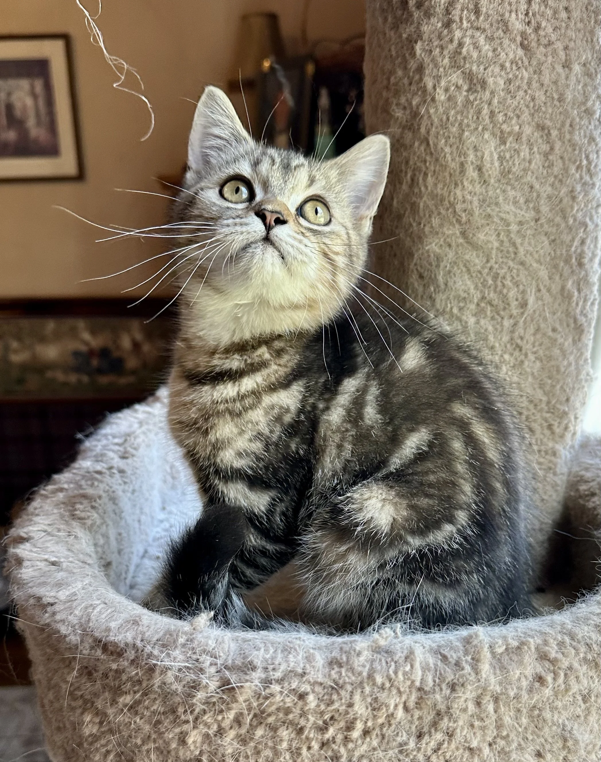 A gray tabby kitten sitting in a beige scratching post, looking upwards.