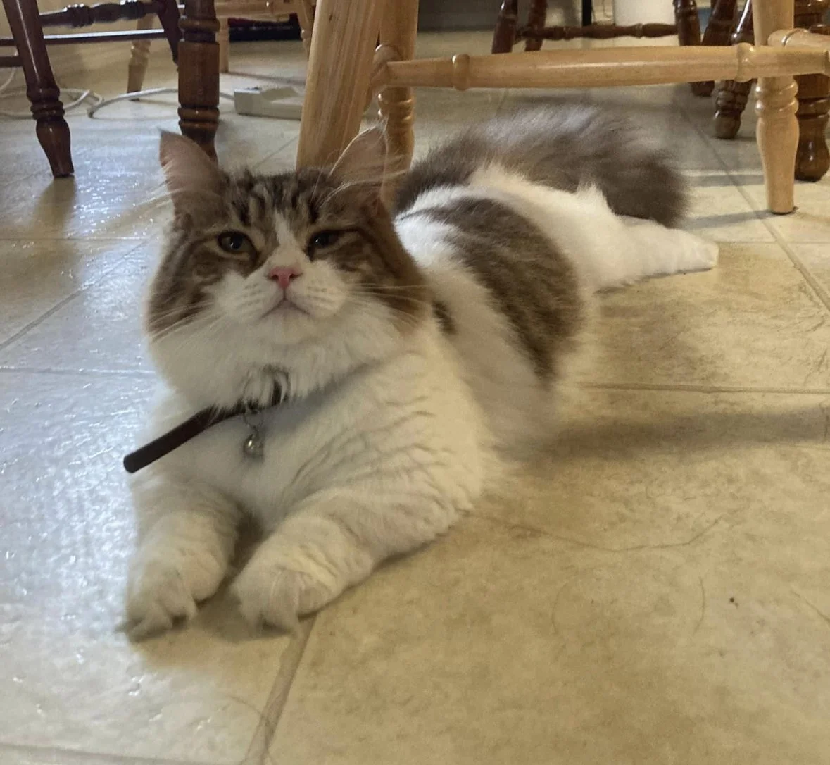 A fluffy tabby and white cat lying on a tiled floor under wooden chairs, looking at the camera.