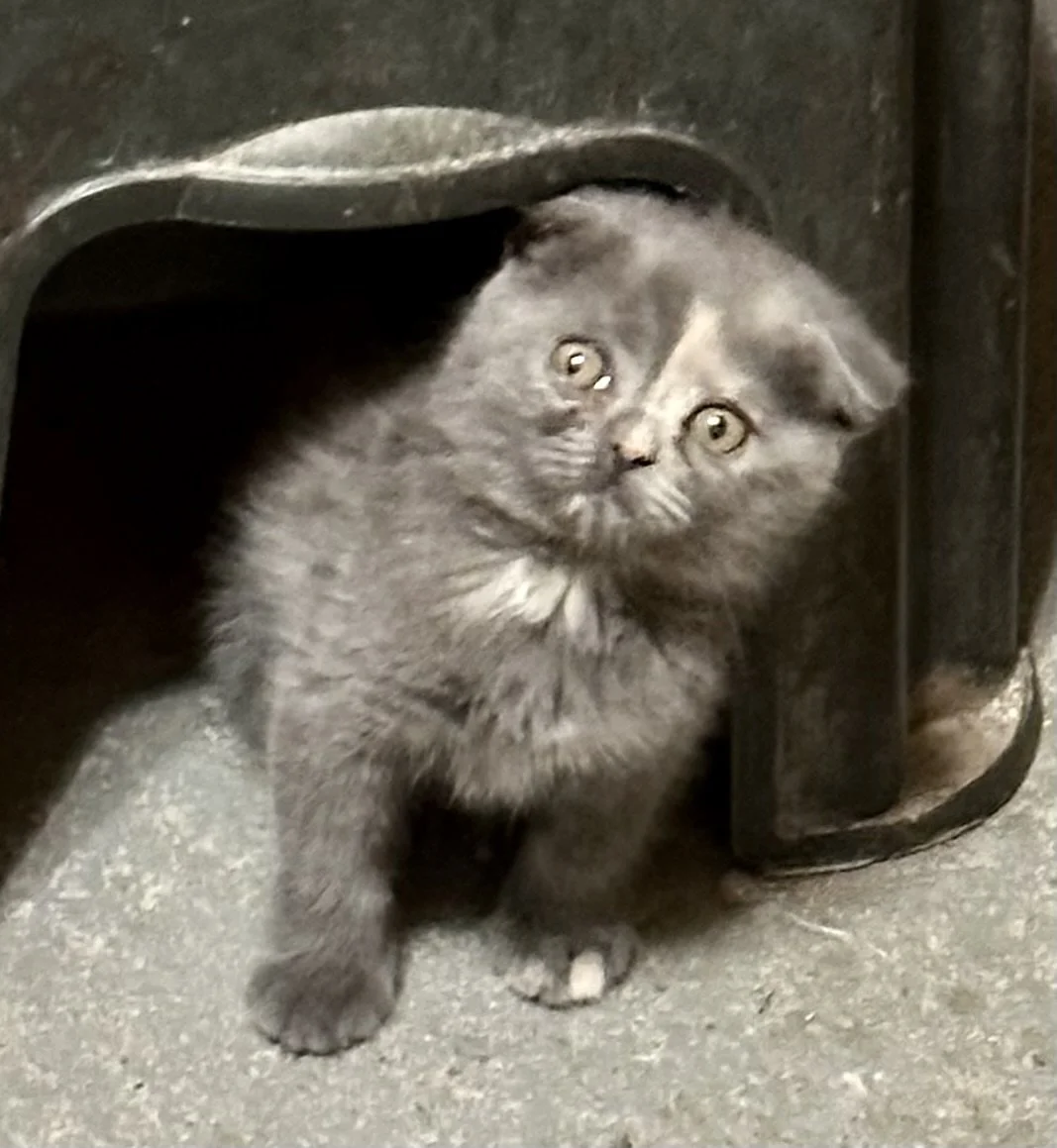 Gray kitten with yellow eyes peeking out from under a black object on a concrete floor.