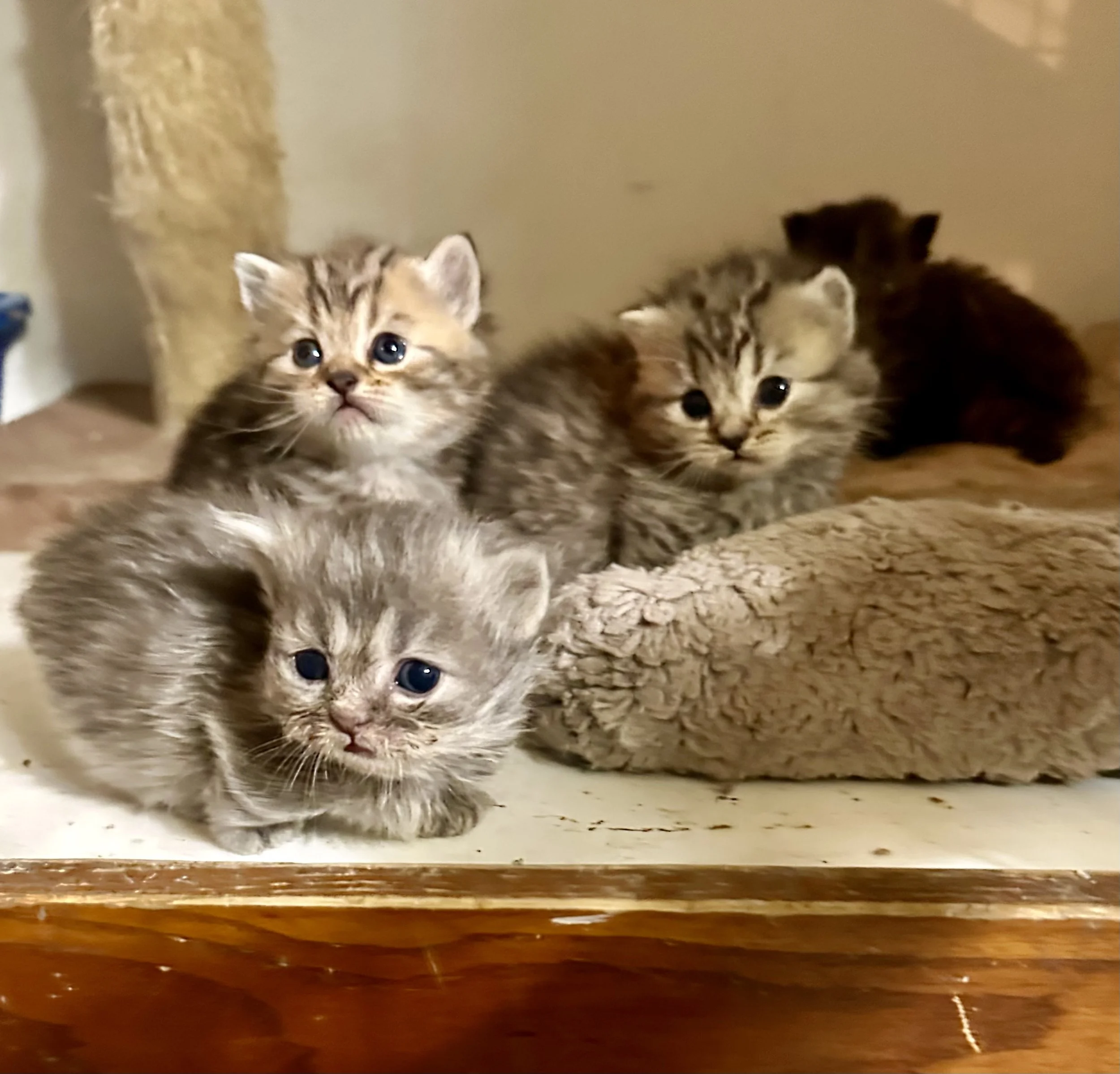 Four tiny kittens with gray and brown fur, blue eyes, sitting on and near a brown plush pet bed on a wooden surface.