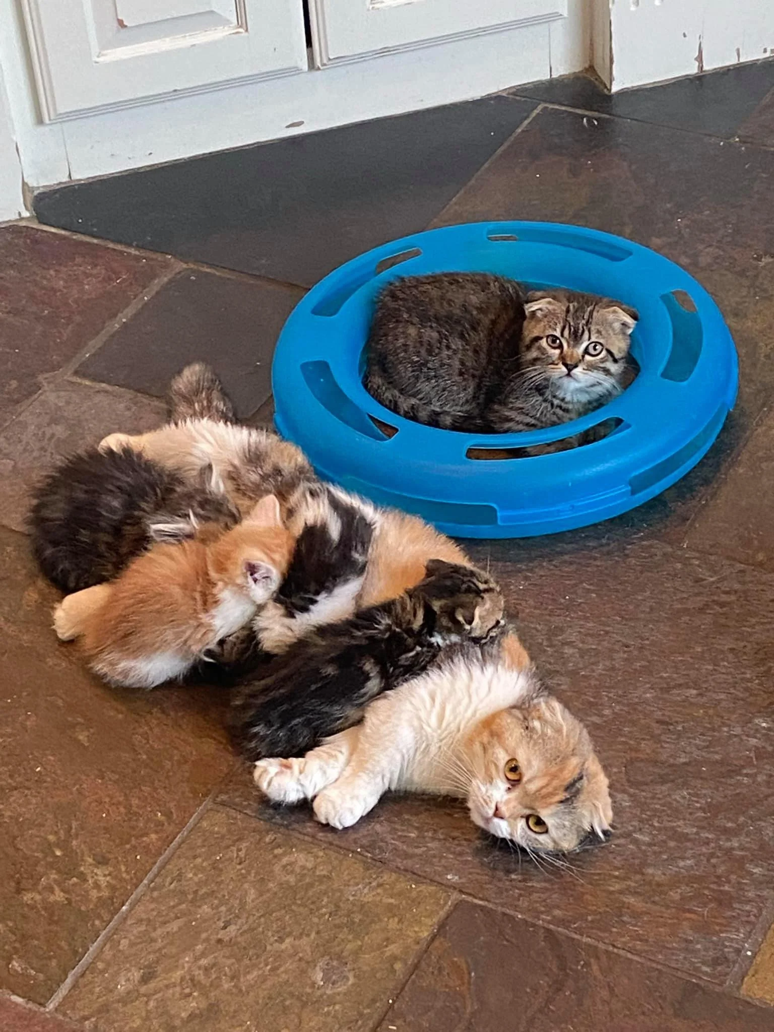 Six kittens, five of them orange and black and white, lying on their sides on a tile floor next to a blue circular cat toy. A sixth kitten, brown and black, is inside the toy, looking up.