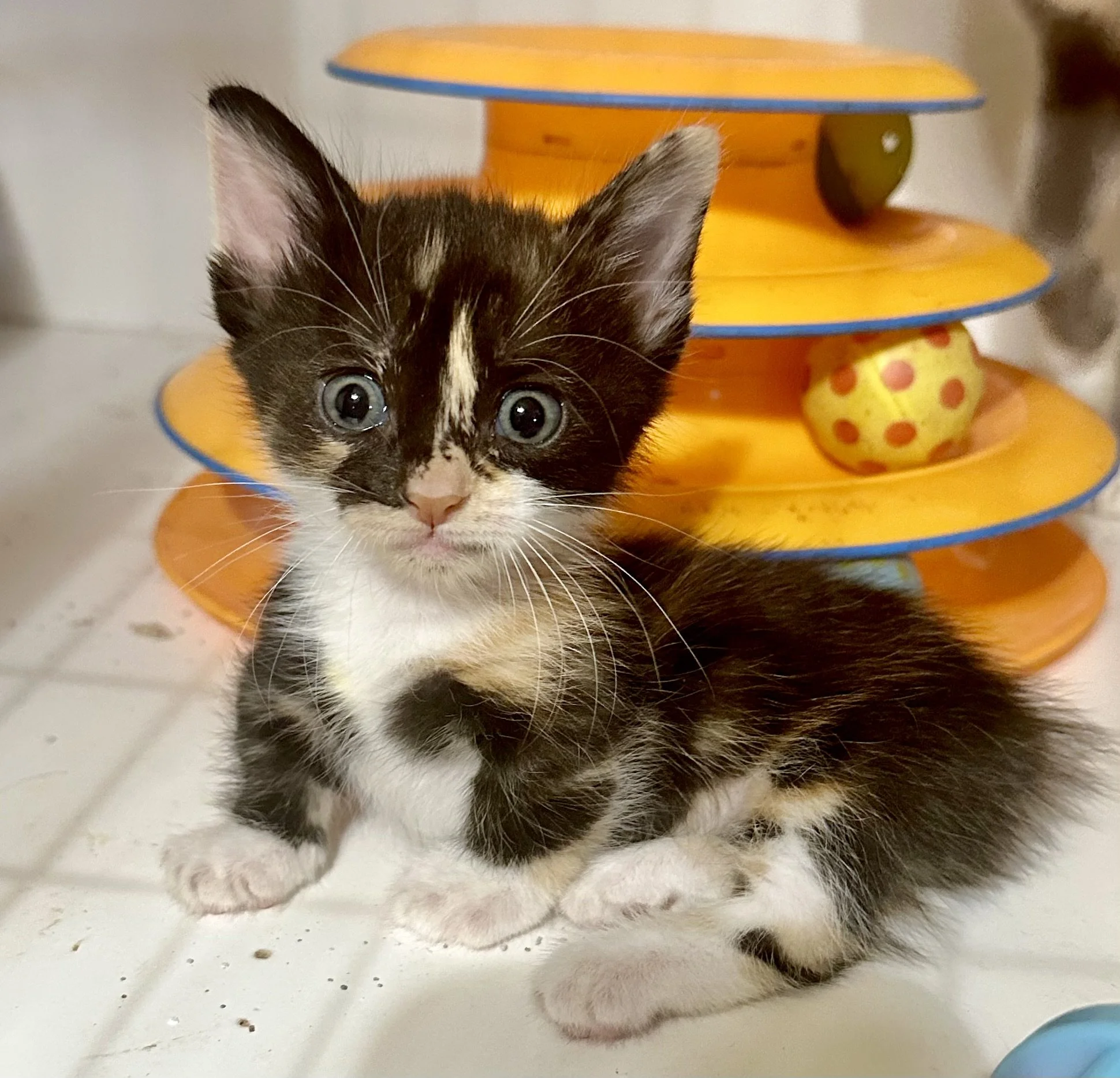 A cute kitten with black, white, and orange fur sitting on a tiled floor in front of a yellow multi-level toy with colorful balls inside.