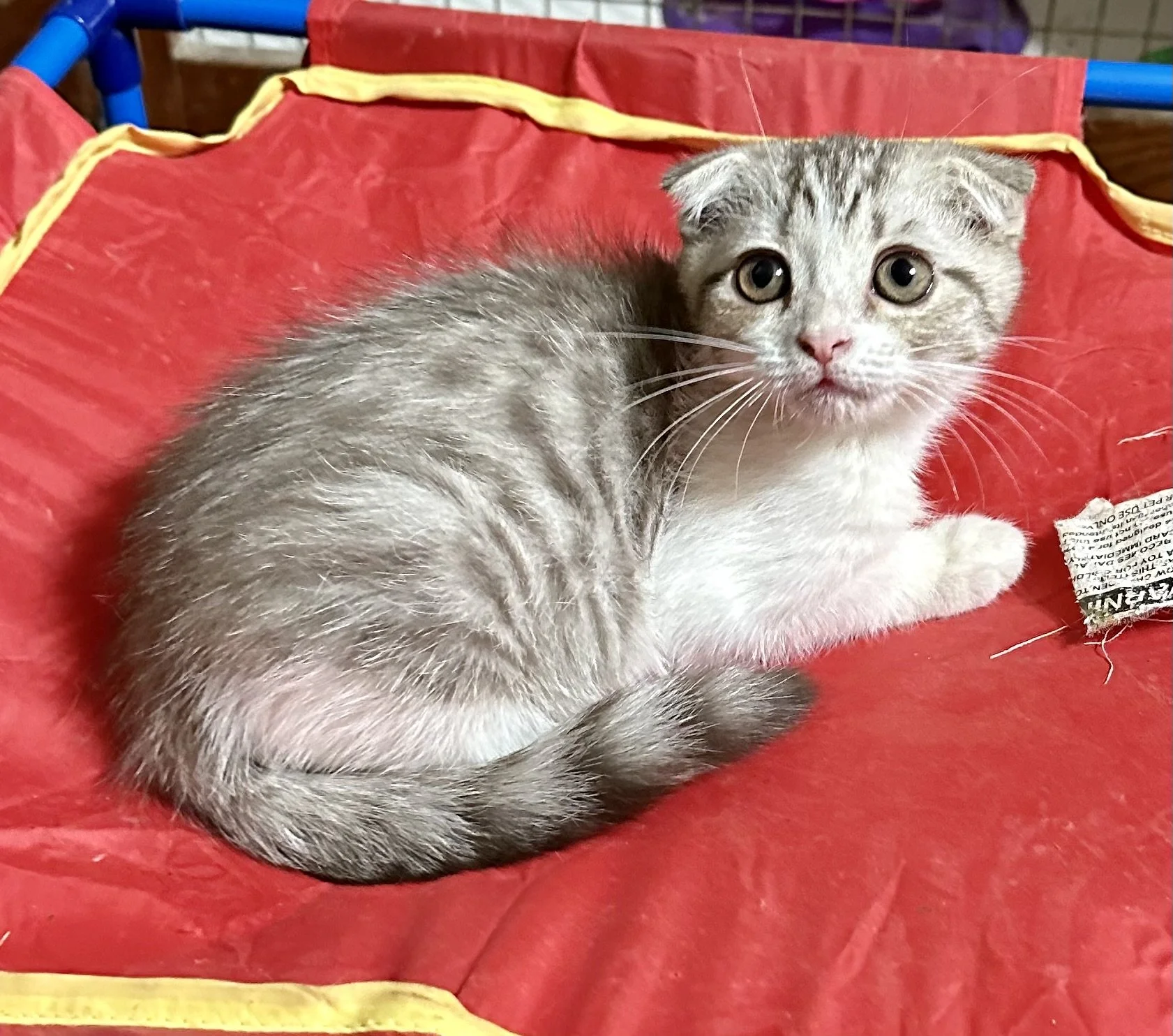 A small gray tabby kitten with white paws and a white chest sitting on a red fabric surface, looking at the camera.