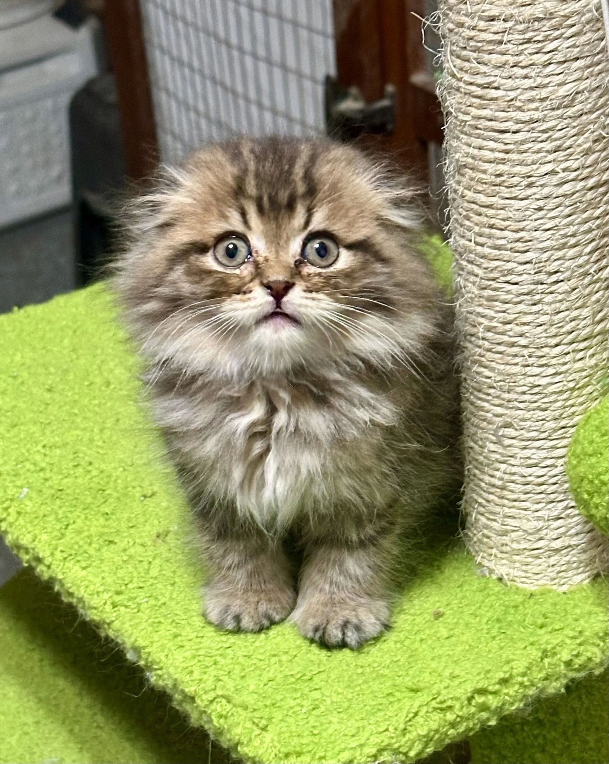 A fluffy kitten with wide eyes sitting on a green carpeted surface next to a beige scratching post.
