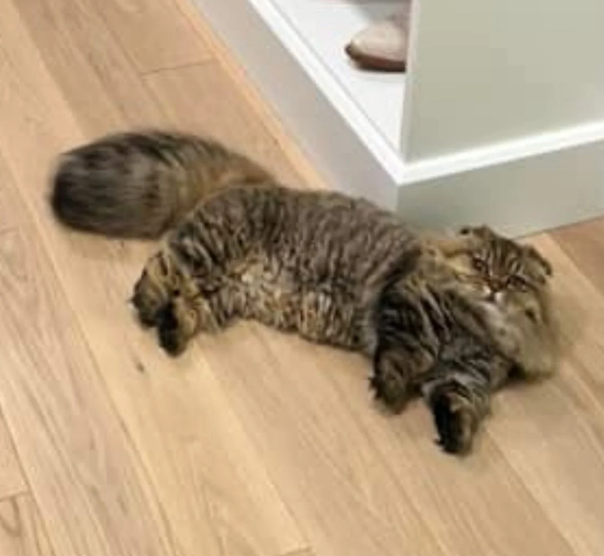 Two striped cats lying on their sides on a wooden floor, resting near a wall and a doorway.