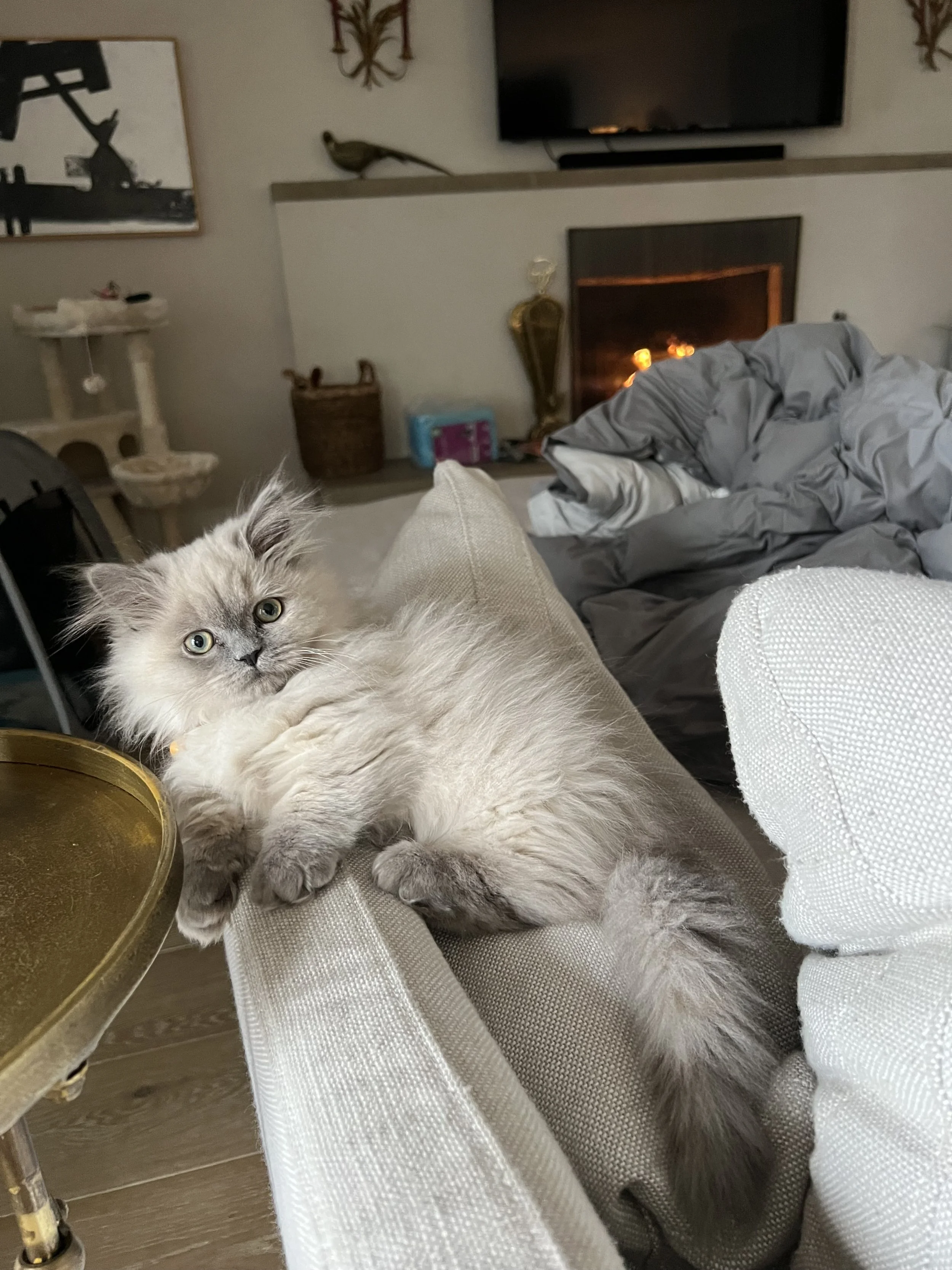 A fluffy, light-colored kitten with darker markings on face and paws lounging on a beige couch in a living room, looking at the camera.