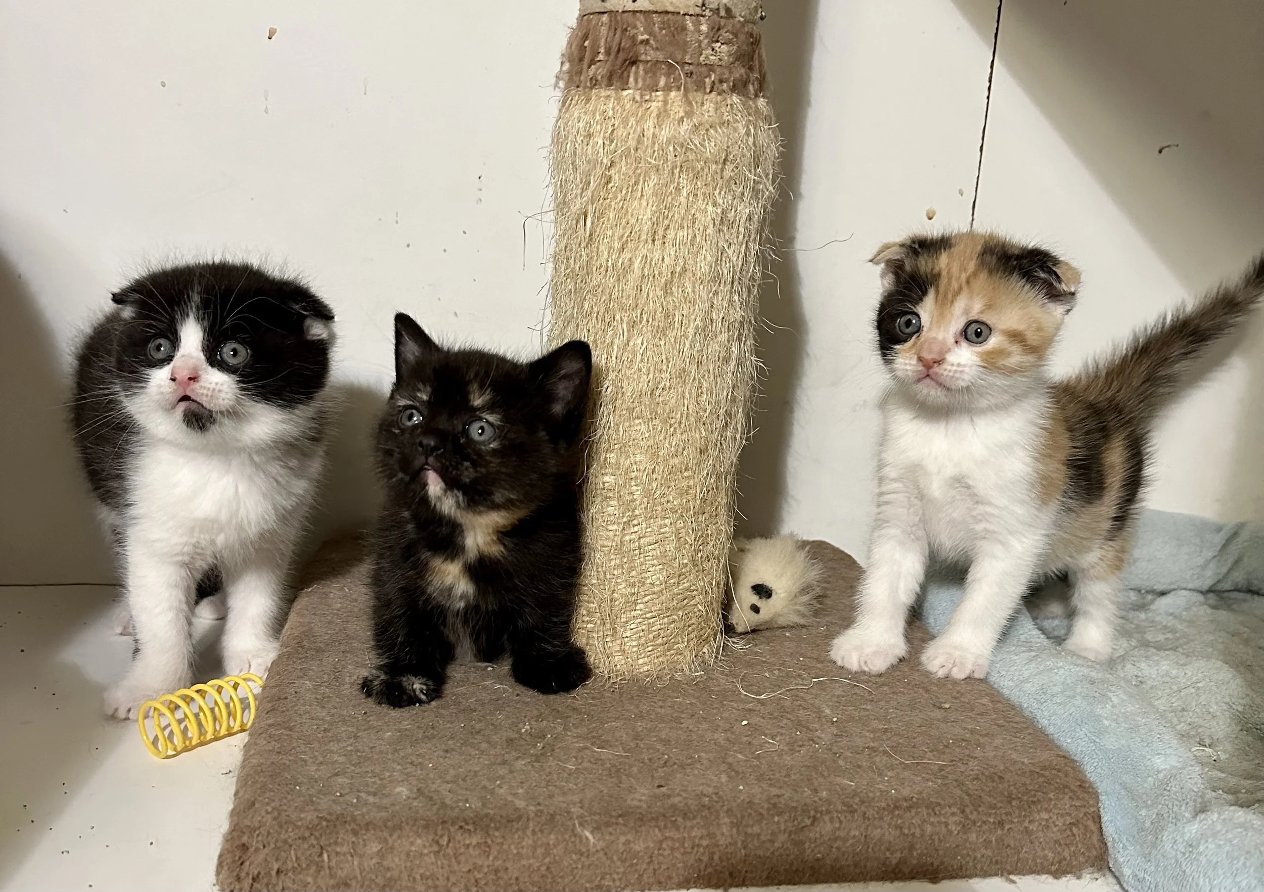 Three adorable kittens standing on a brown carpeted surface near a beige scratching post. One is black and white, another is tortoiseshell, and the third is calico. There is a small plush mouse toy behind the scratching post.