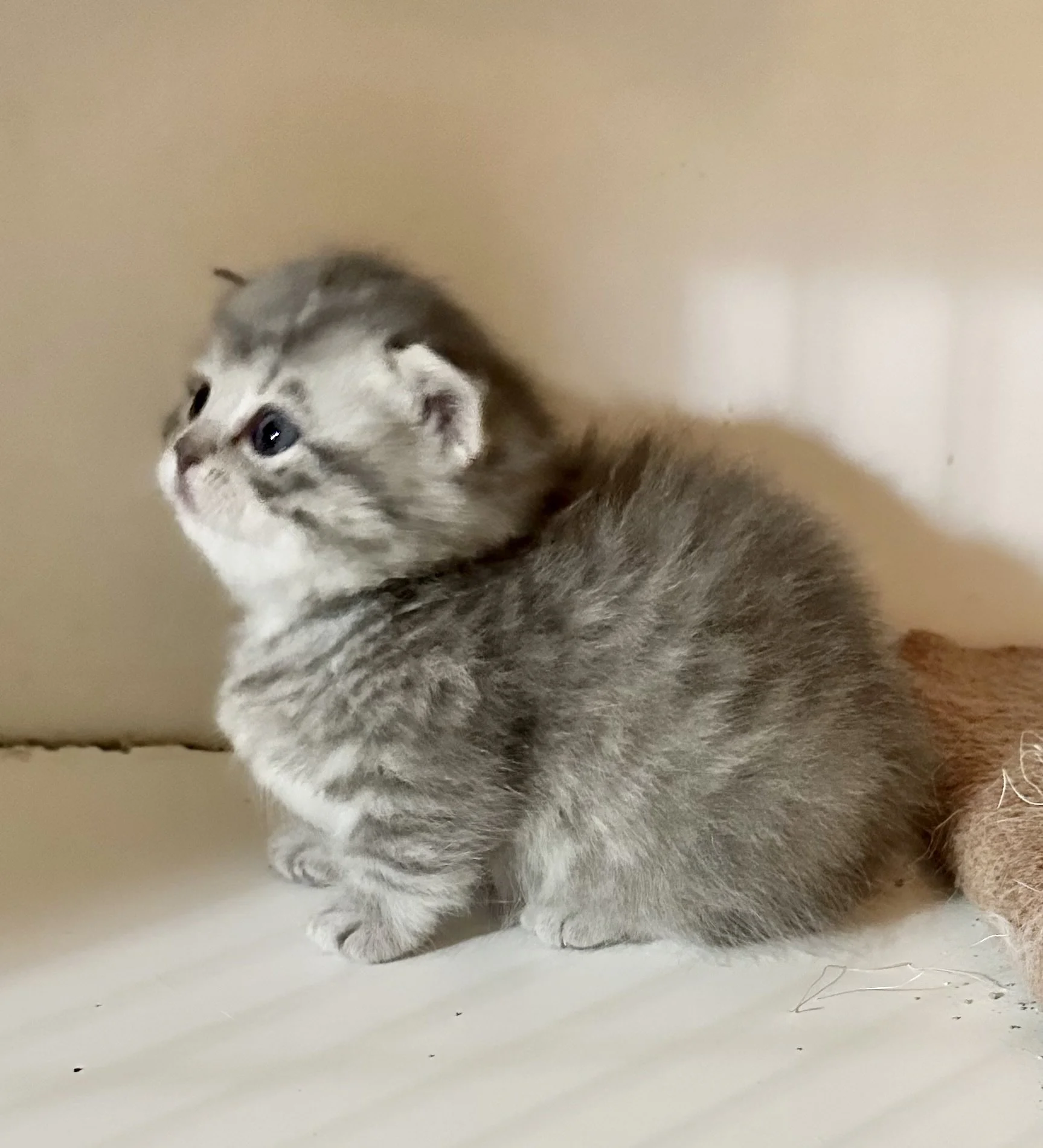 A small gray and white striped kitten sitting on a light-colored surface against a beige background.