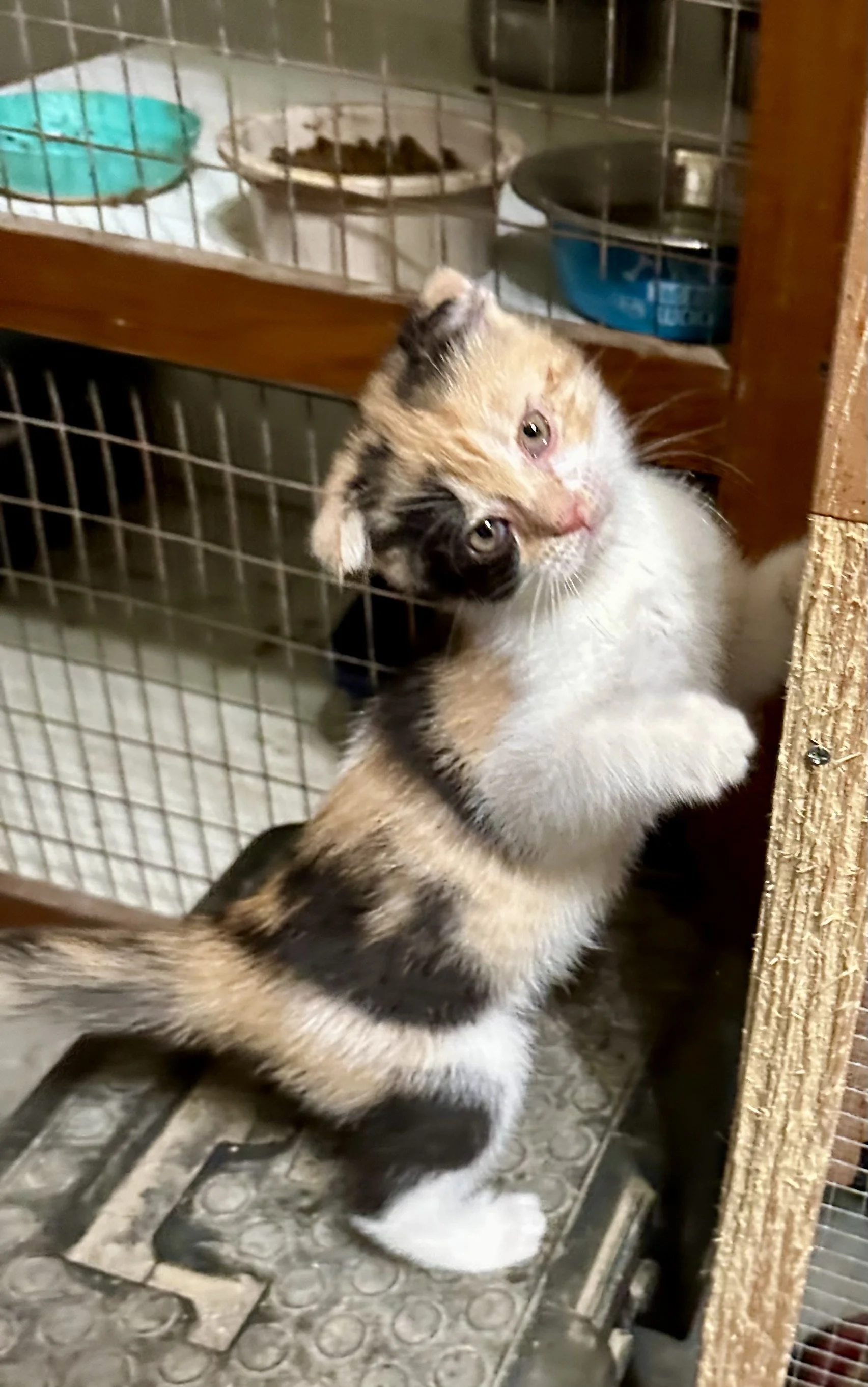 A calico kitten standing on a step, scratching a wooden surface with its paw, inside a cage with a wire mesh background and pet bowls in the background.