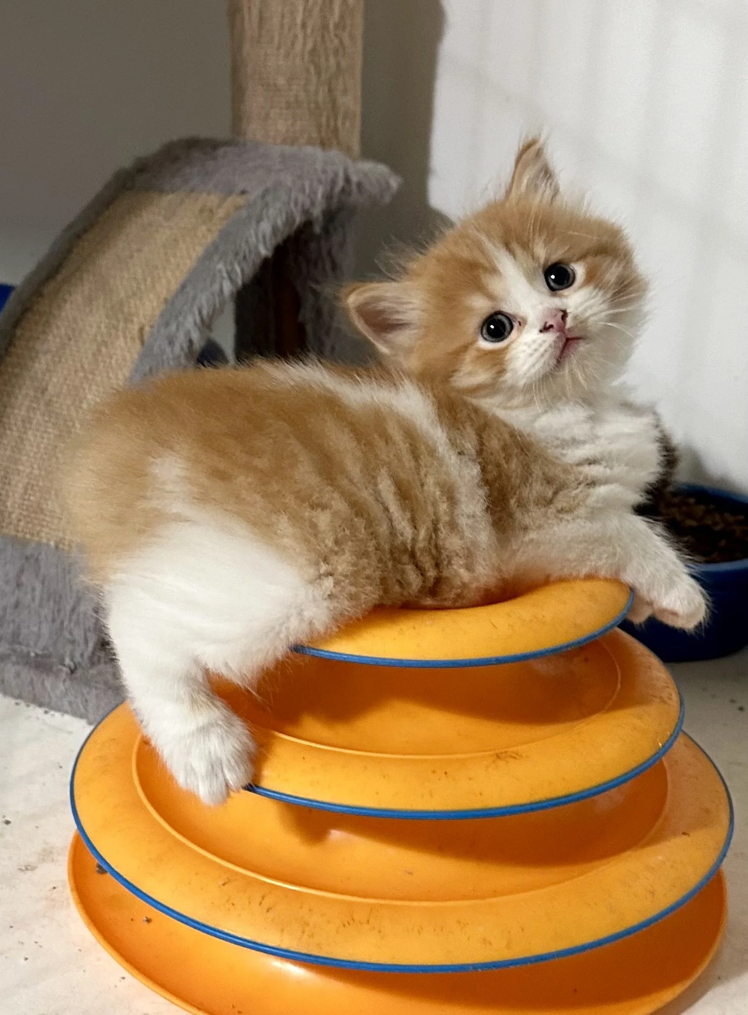 A cute ginger and white kitten resting on a yellow and blue multi-level cat toy, with a beige scratching post and a gray cat house in the background.