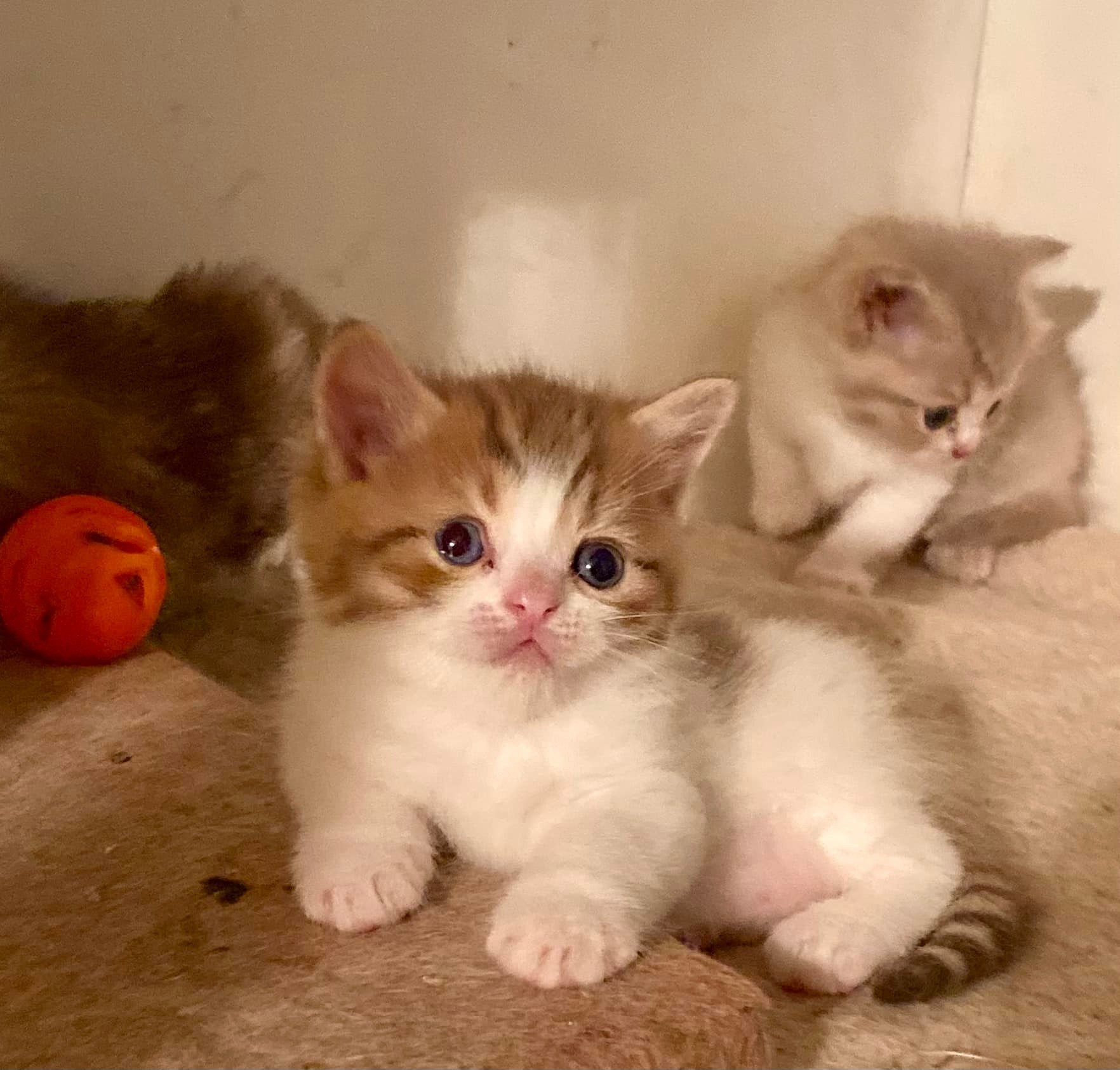 Two adorable kittens, one with white and orange fur and big blue eyes sitting on a beige surface, with a small orange pumpkin toy nearby, and a third kitten in the background, all in a cozy indoor setting.