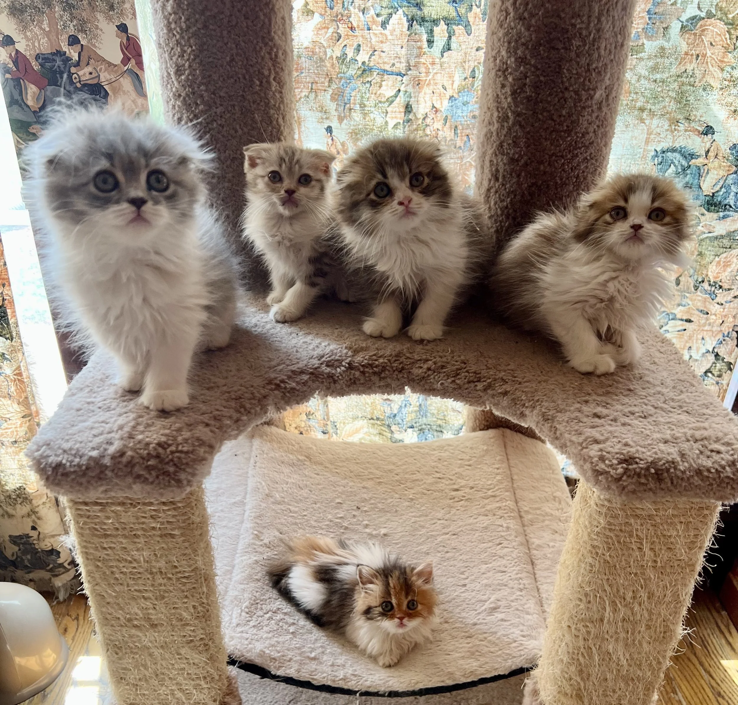 Five fluffy kittens on a beige cat tree, with one lounging on the lower platform and four sitting on the higher platform, set against a floral curtain background.