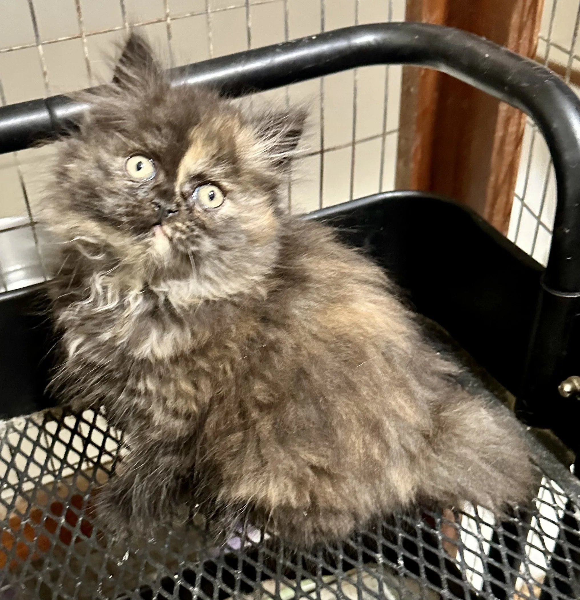 A fluffy tortoiseshell kitten sitting inside a black shopping cart, looking up with wide eyes.