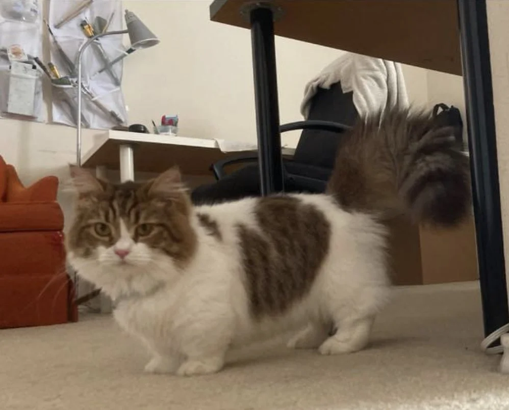 A fluffy domestic cat with brown and white fur looking at the camera, standing on beige carpet near a black office chair and a cluttered desk.