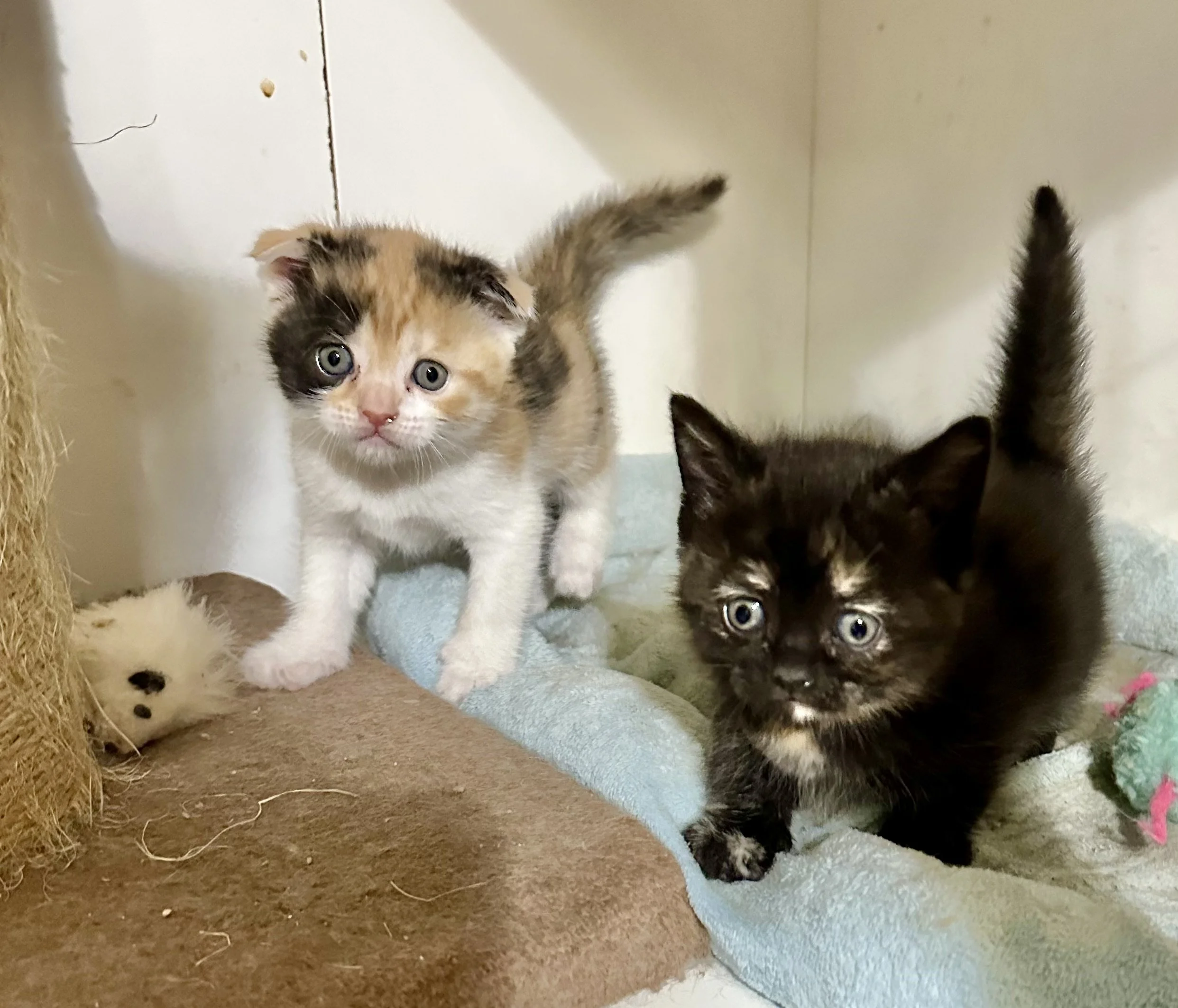 Three small kittens on a soft surface, with one light-colored with dark patches, one black with orange markings, and a white kitten partially visible, in an indoor setting.