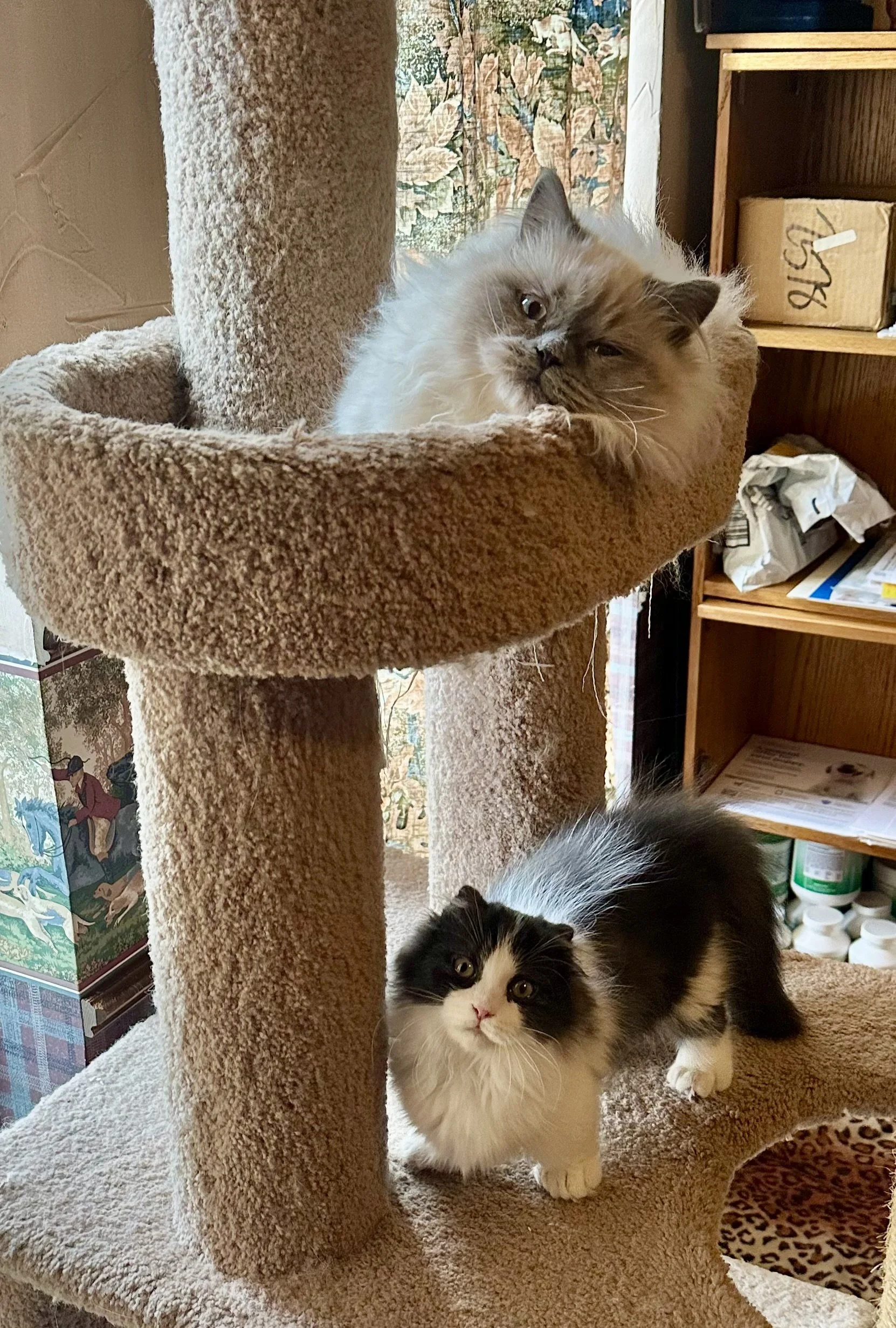 A fluffy, cream-colored cat with darker face and ears resting on the top level of a beige carpeted cat tree, looking at the camera. On the lower level, a black-and-white kitten with wide eyes stands and looks at the camera. In the background, there a
