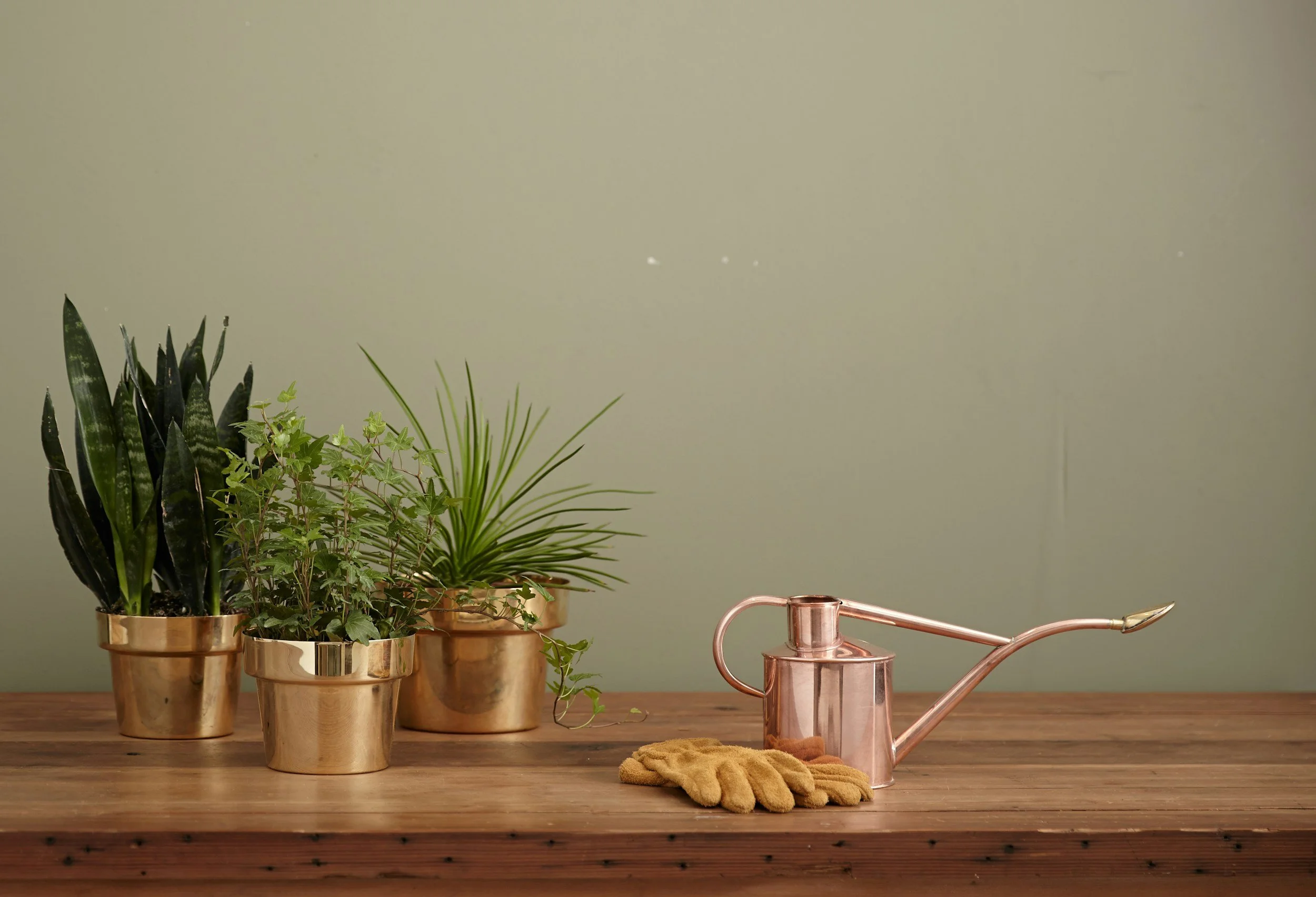 Indoor garden with three potted plants in gold pots, a pair of tan garden gloves, and a shiny copper watering can on a wooden table against a plain green wall.