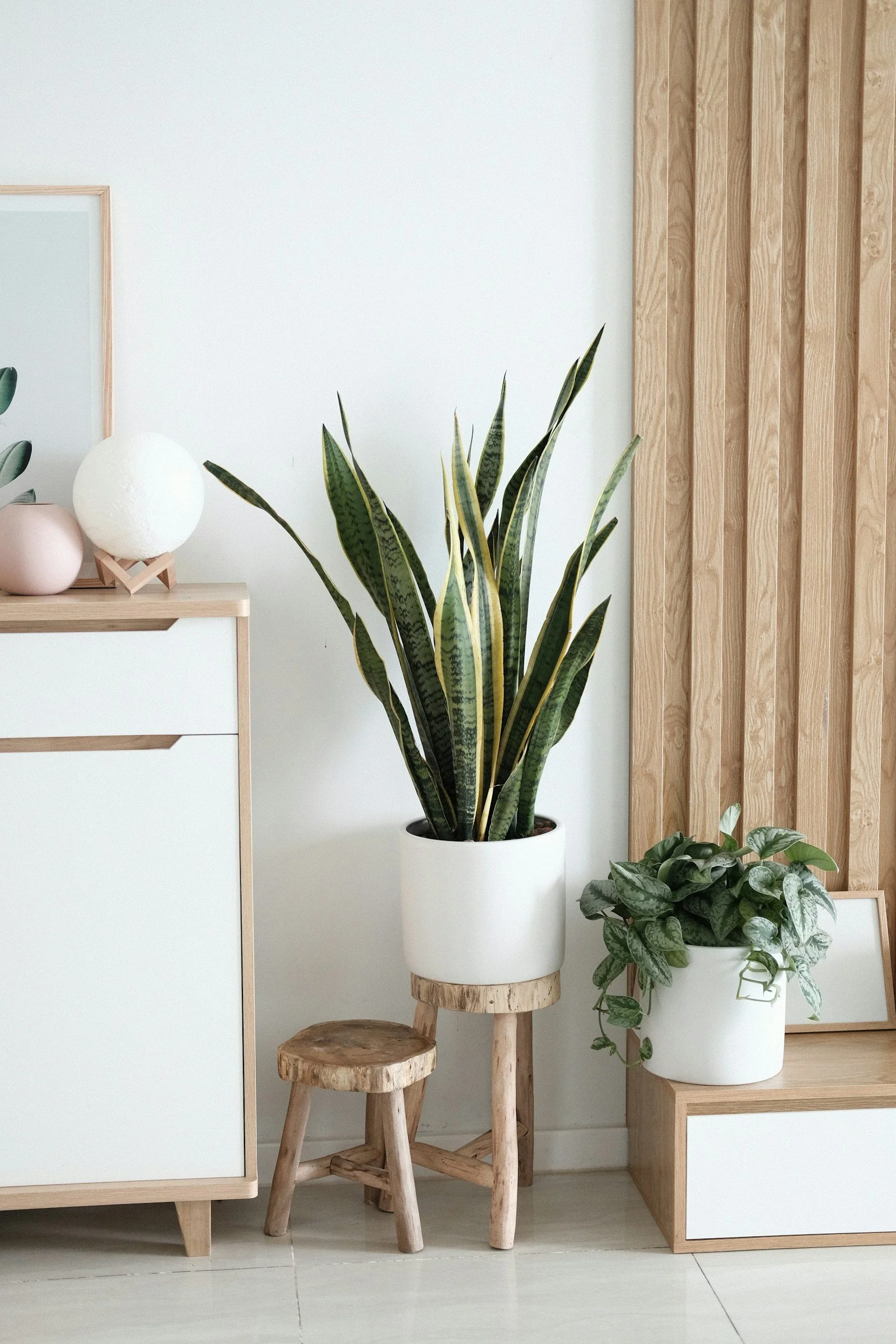 Indoor scene with two potted plants, one on a small wooden stool and the other on a wooden platform, against a white wall with a wooden slat accent. Decorative items on a white cabinet to the left.