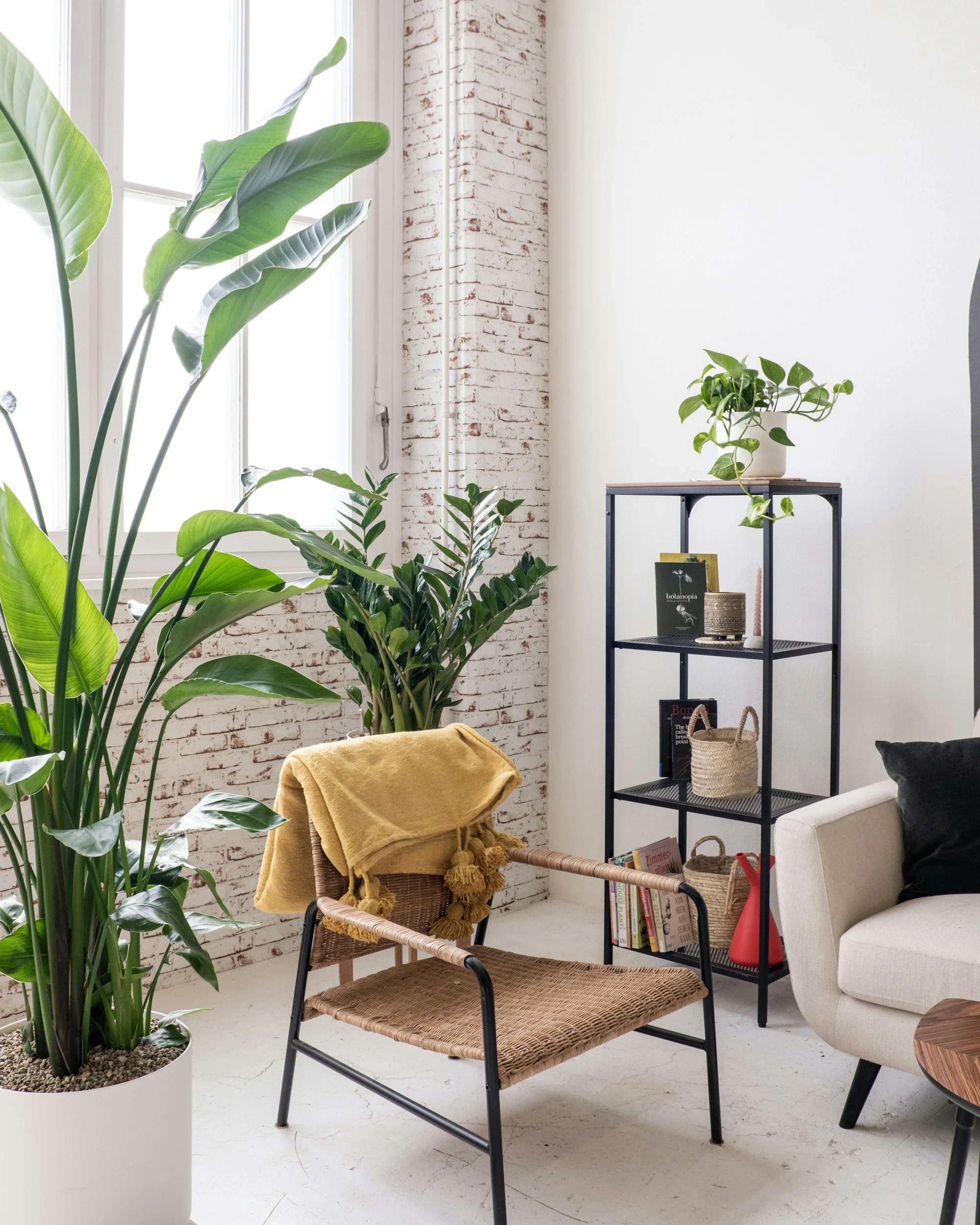 Living room corner with large potted plants, a wicker chair with a yellow throw blanket, a black metal bookshelf with decorative items, books, and a white sofa with a pillow.
