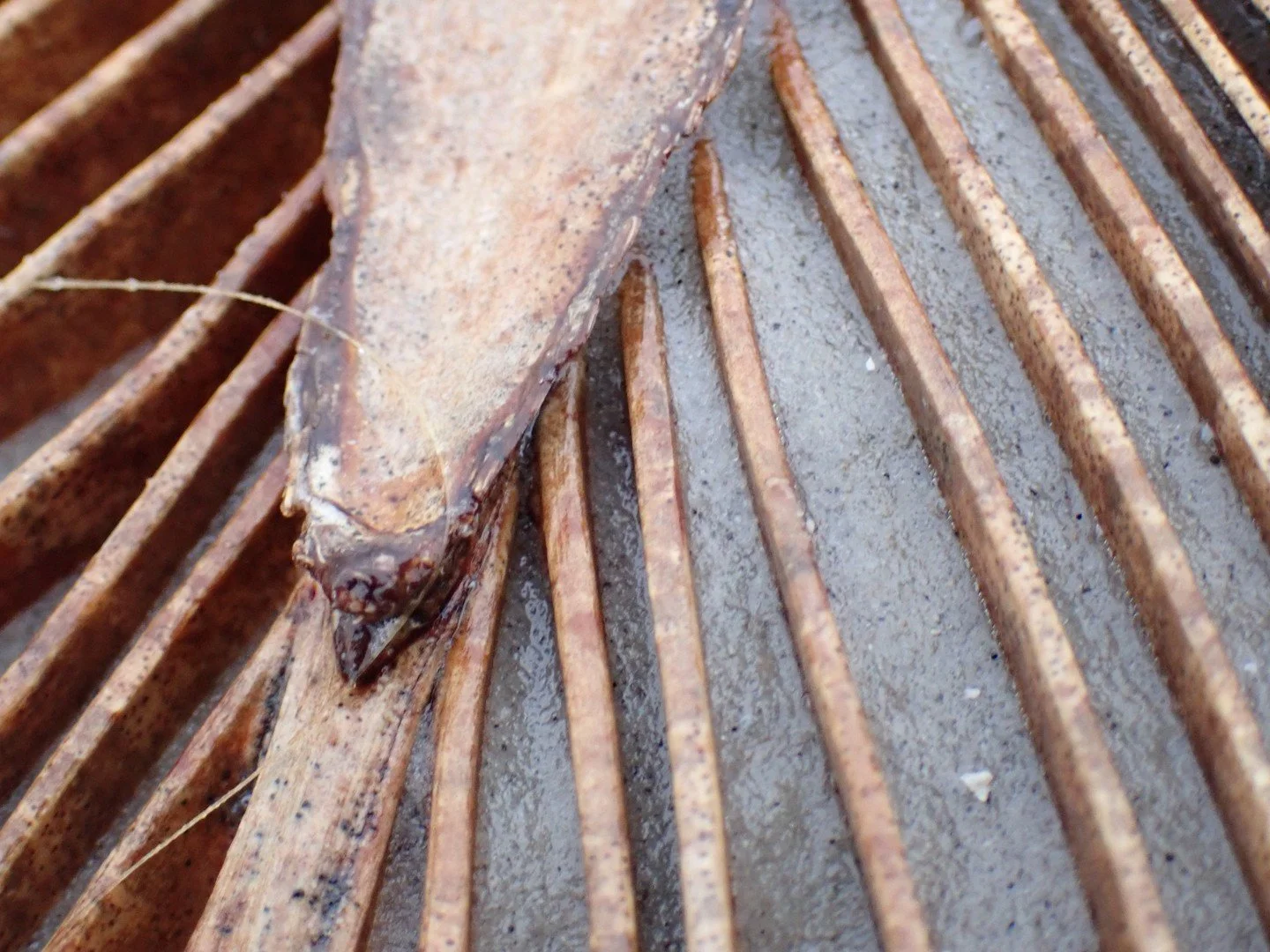 Micro photography close up image of dried palm leaf