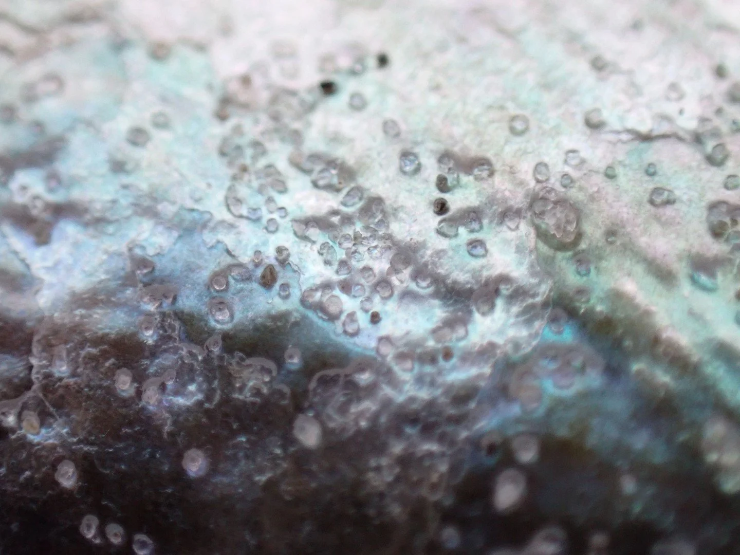 Micro photography close up image of wet seashell with sand on it