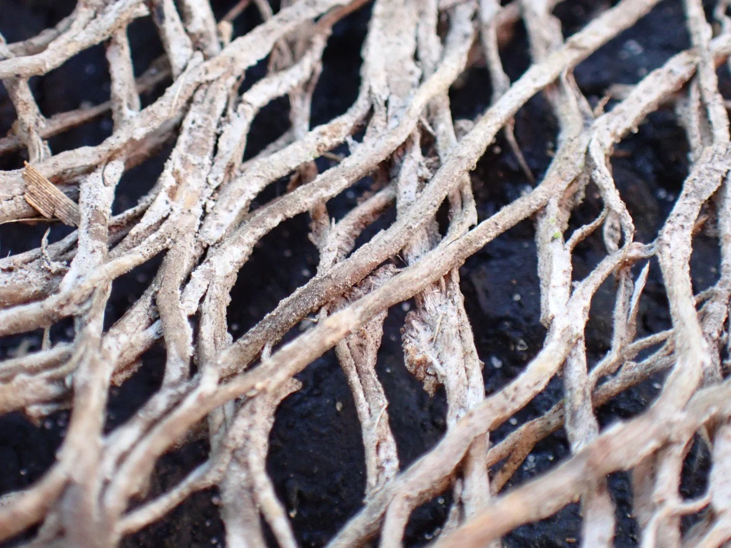 Micro photography close up image of dried palm tree bark on asphalt road