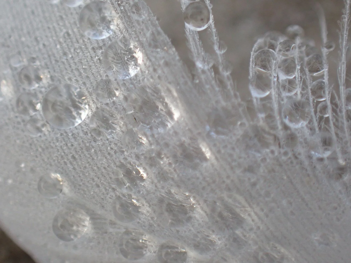 Micro photography close up image of white feather with wet rain drops on it