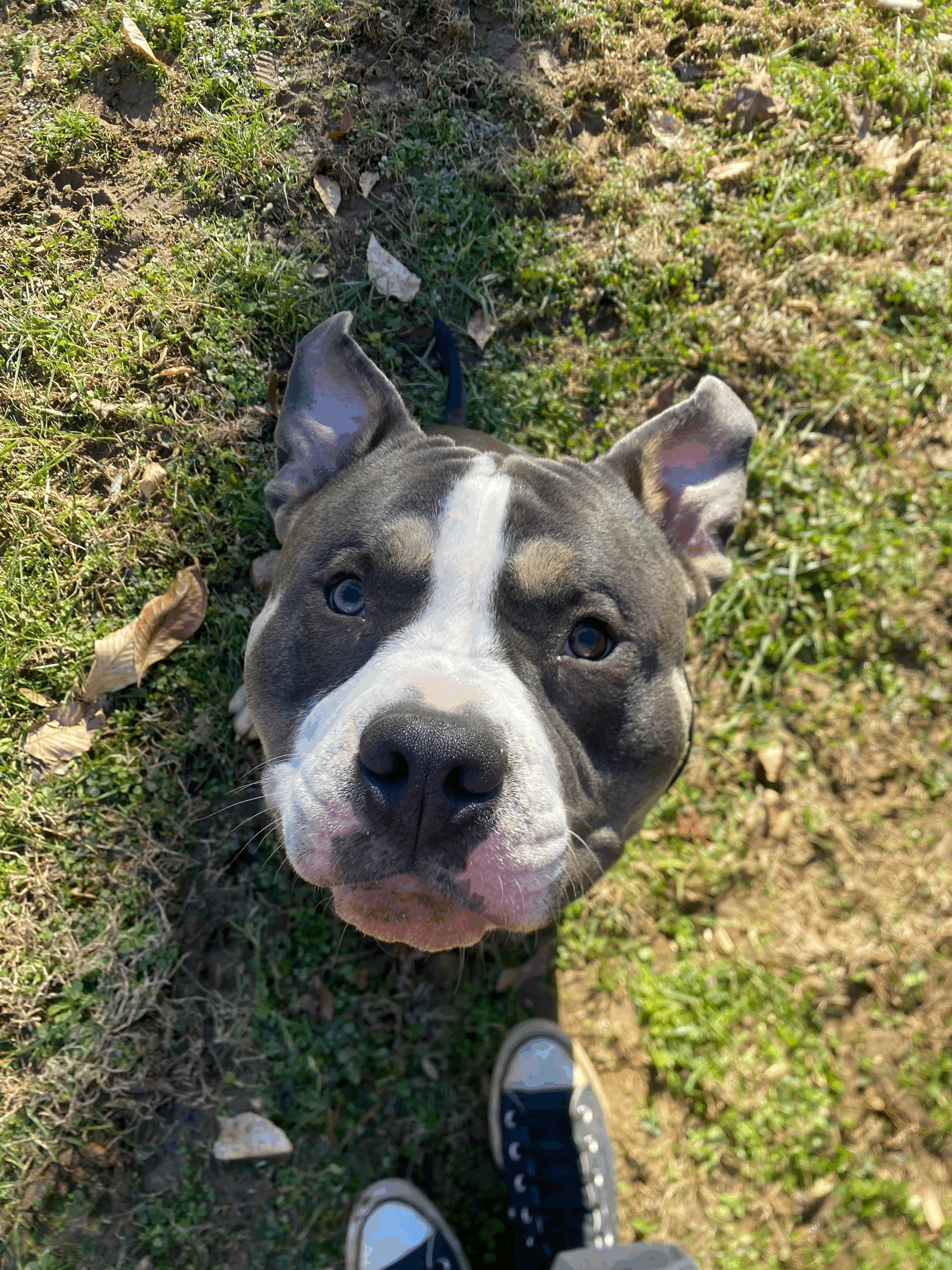 In Home Day Training