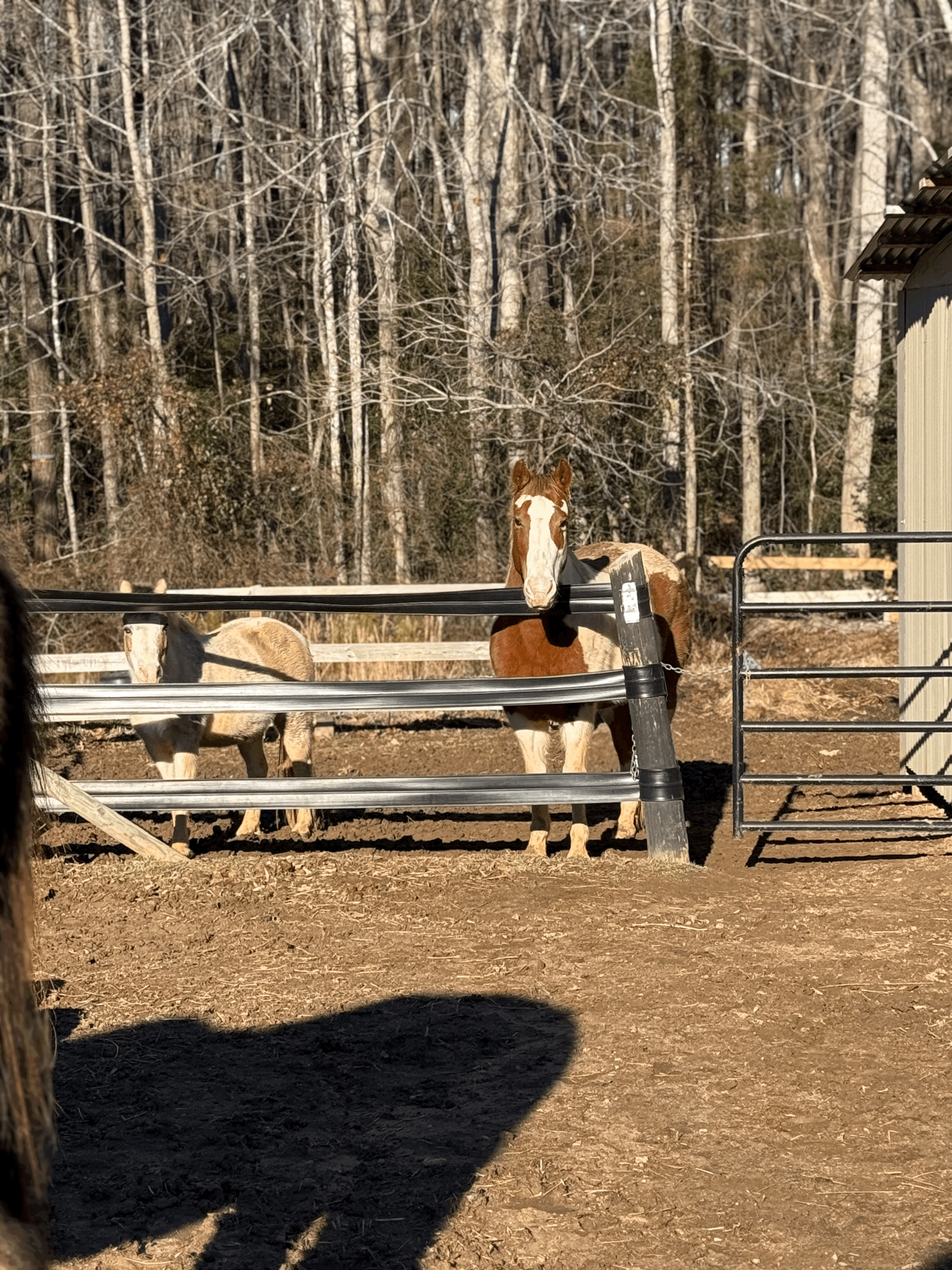 Client Request Petsitting