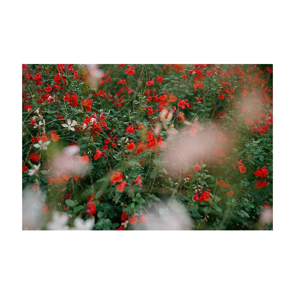 Katherine-Miles-Jones-Print-Shop-Paris-Blooms.jpg
