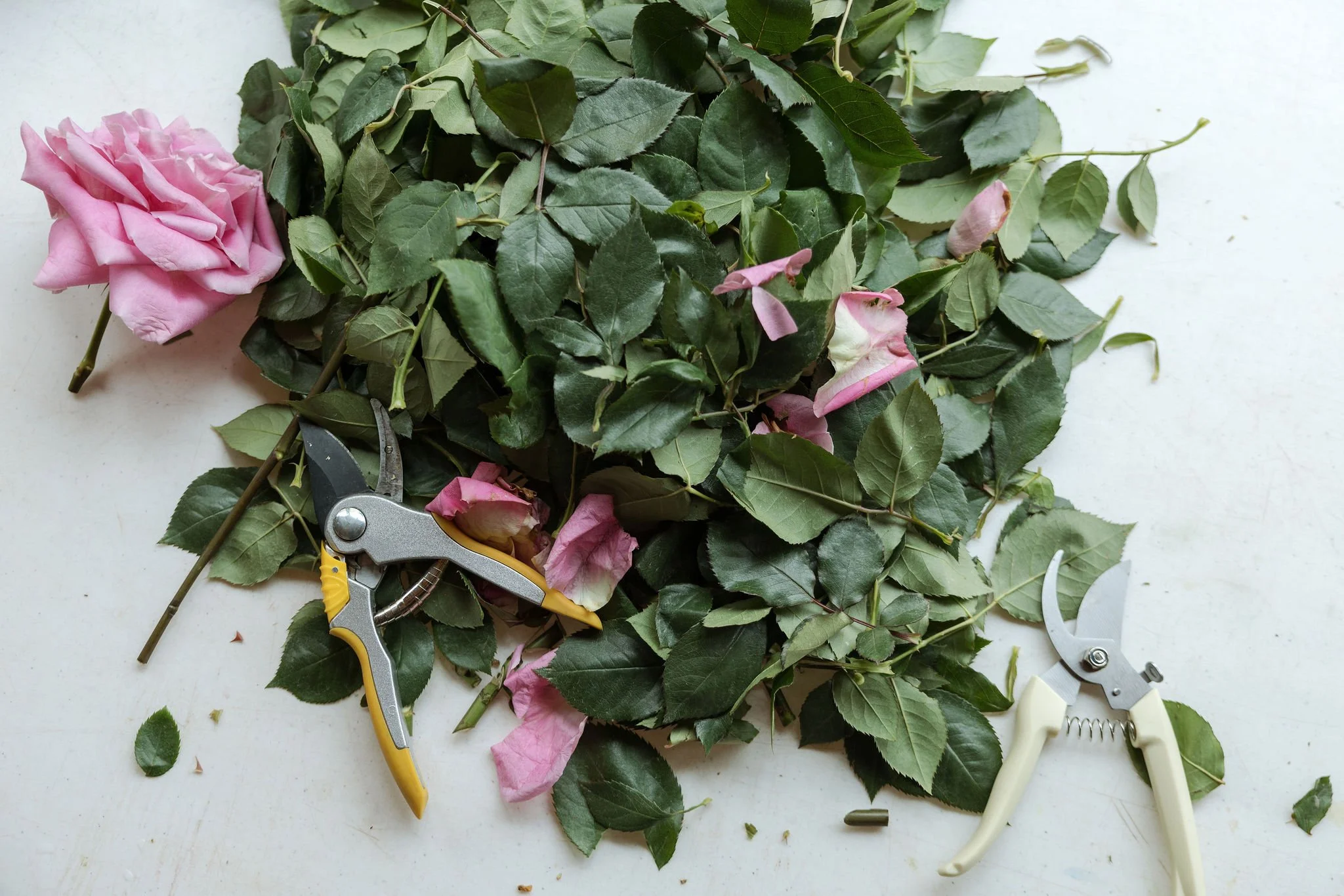 Pink roses with green leaves, pruning shears, and floral scissors on a white surface.