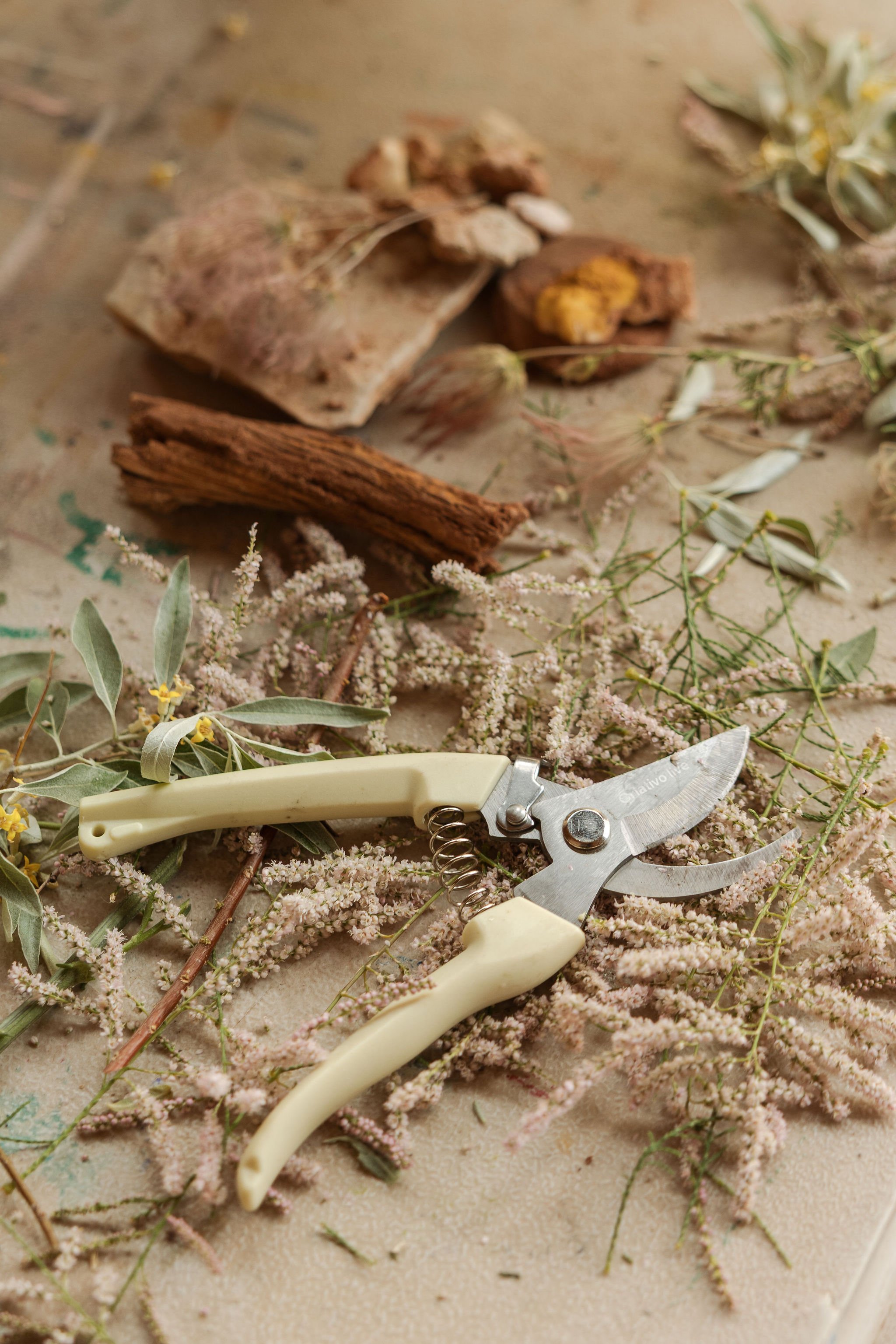 A pair of pruning shears resting on pink foliage surrounded by herbs, roots, ginger, and dried plants.