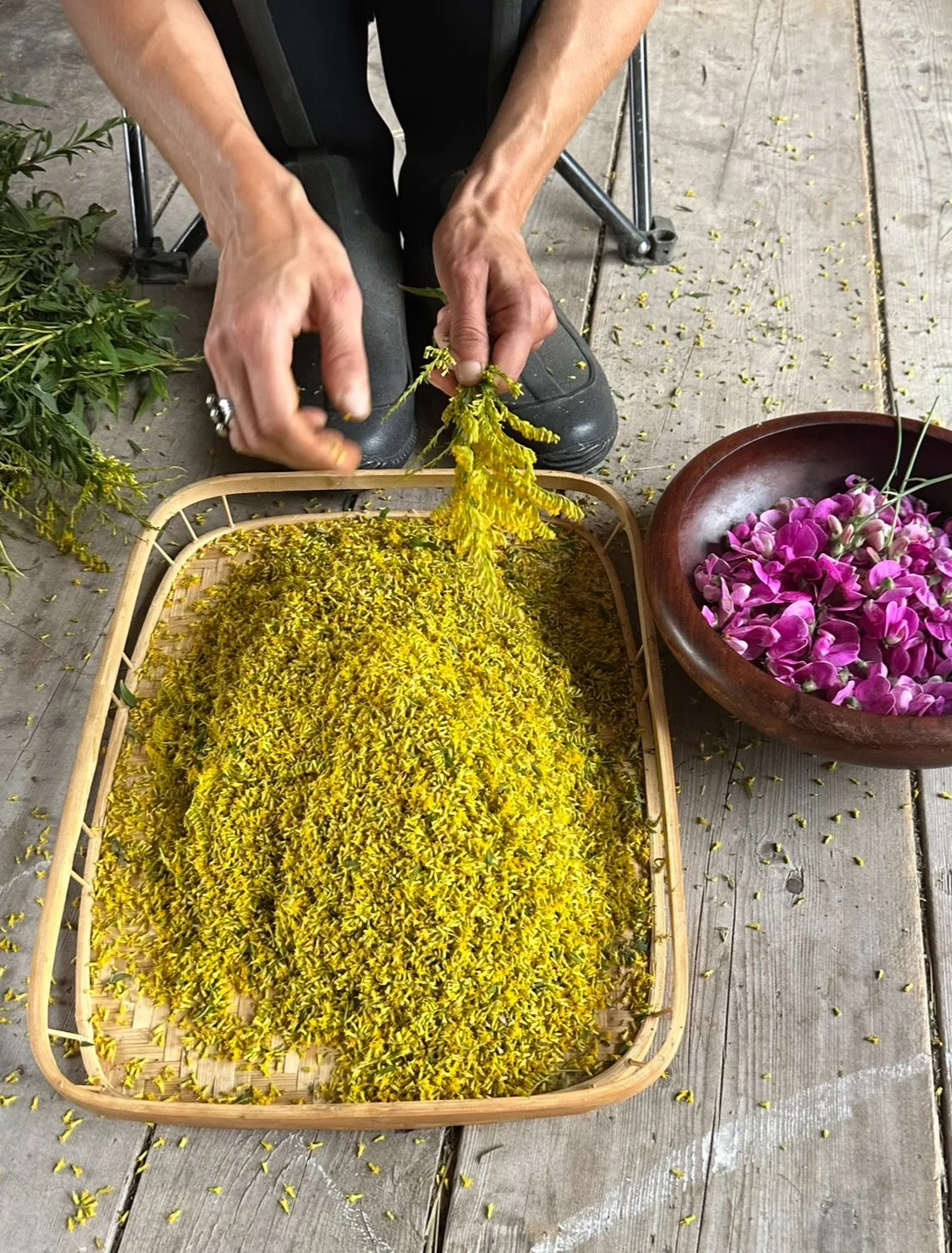Person harvesting yellow flowers and placing them in a basket, with a bowl of pink flowers nearby on a wooden surface.