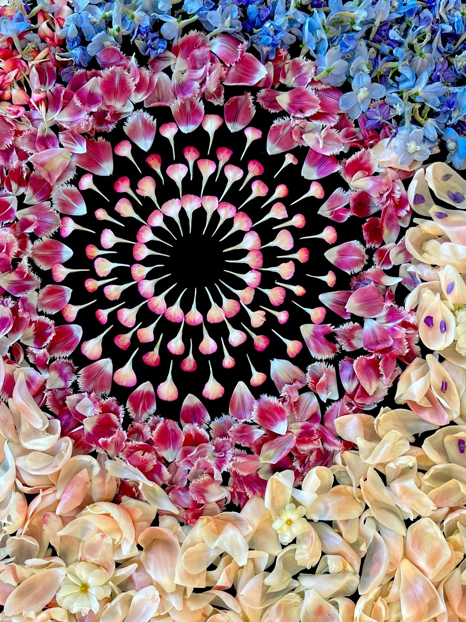 Colorful flower petals arranged in a spiral pattern on a black background, with pink, white, purple, and cream-colored petals surrounding the spiral.