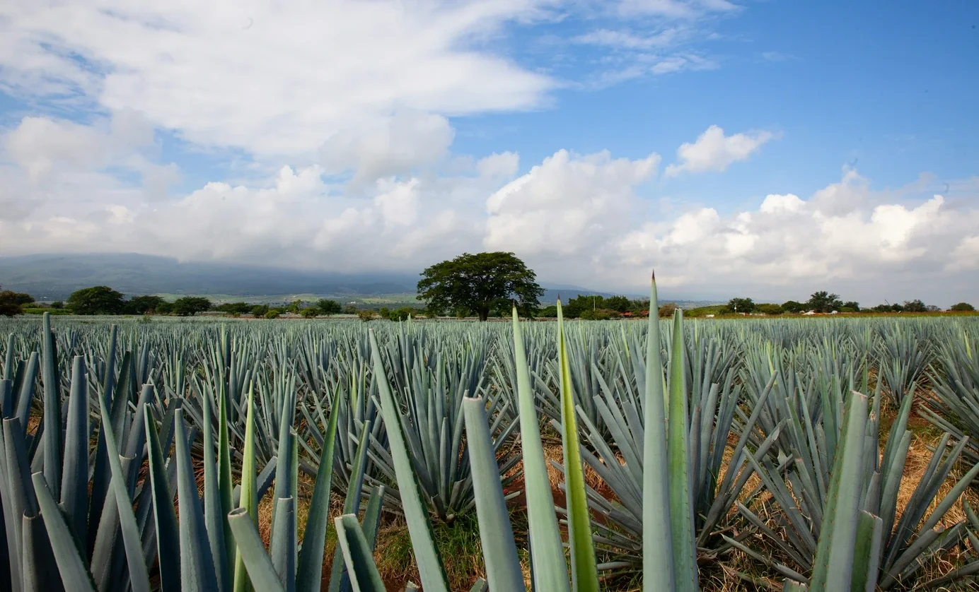 Mezcal vs Tequila: What Sets These Agave Spirits Apart?