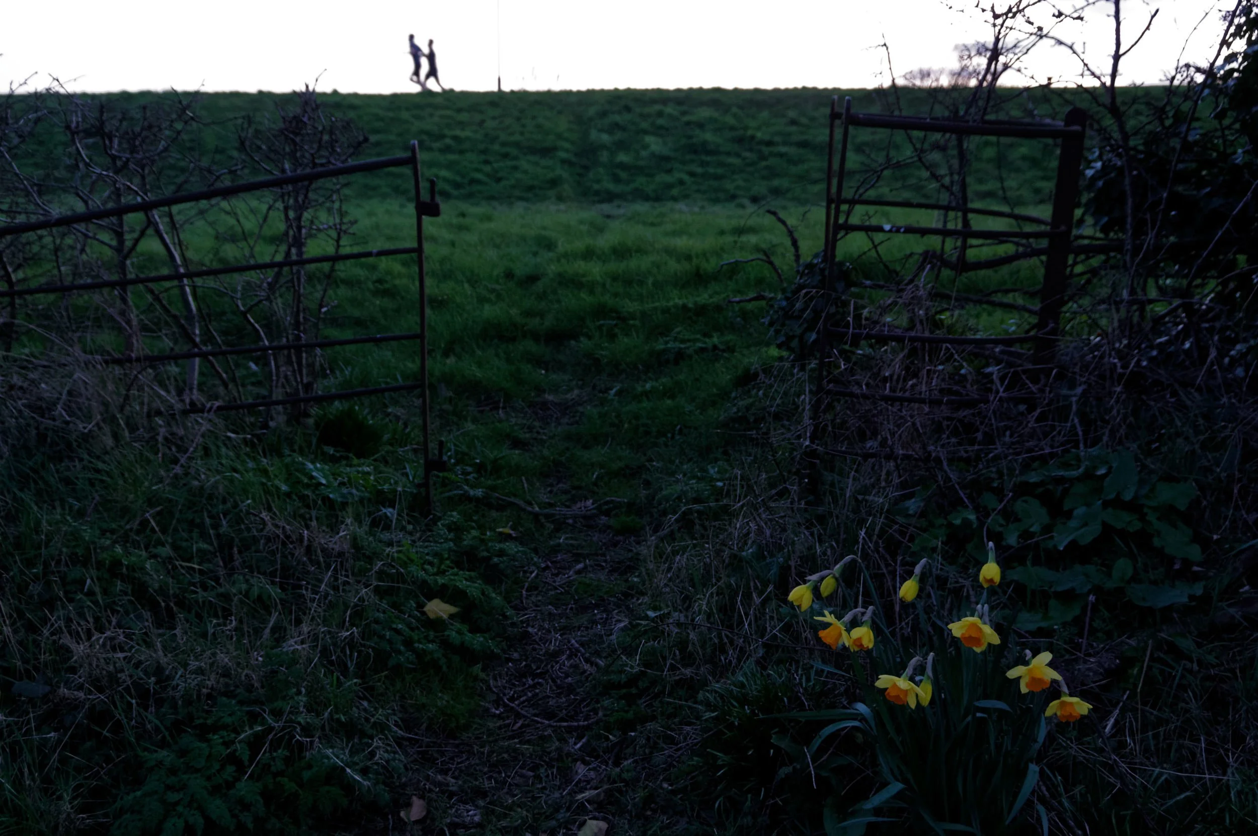 Dusk with daffodils in the foreground and two runners on the horizon.