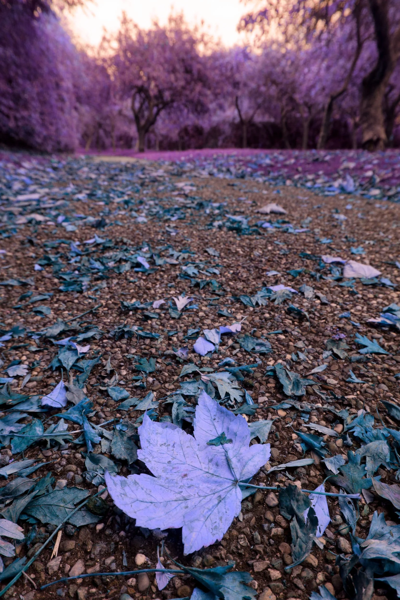 Oddly coloured trees and leaves on an alien world.
