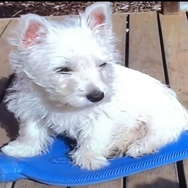 Lily in 2009 at home as a puppy, showing the real early-life photos that inspired the LilyBux memecoin.