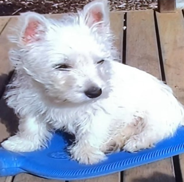 Lily, the West Highland Terrier behind LilyBux, as a puppy in 2009. The LilyBux logo is based on this photo.
