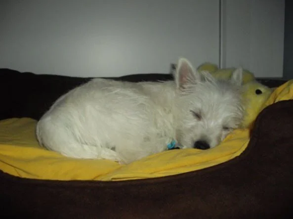 Lily, the West Highland Terrier behind LilyBux, sleeping in her bed as a puppy in 2009.