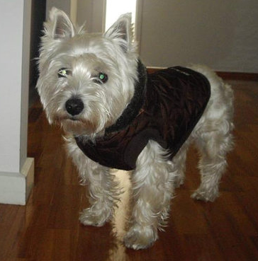 Lily, a one-year-old West Highland Terrier, wearing a brown coat indoors in January 2010.
