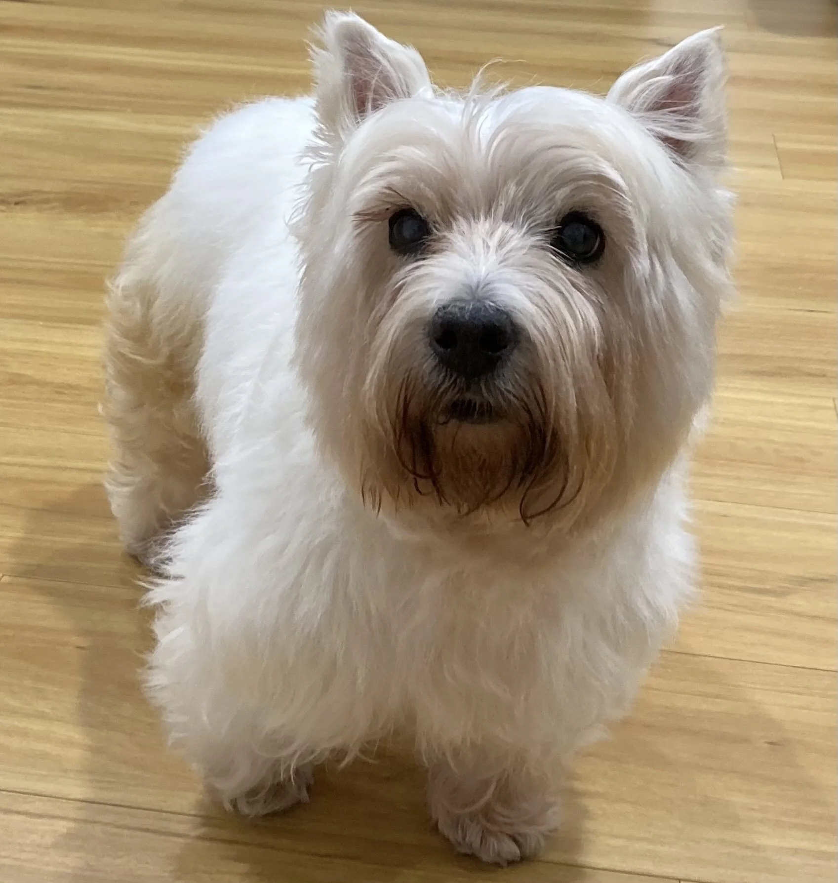 Lily, the West Highland Terrier known as the Bitcoin dog behind the LilyBux memecoin, photographed in early August 2026.