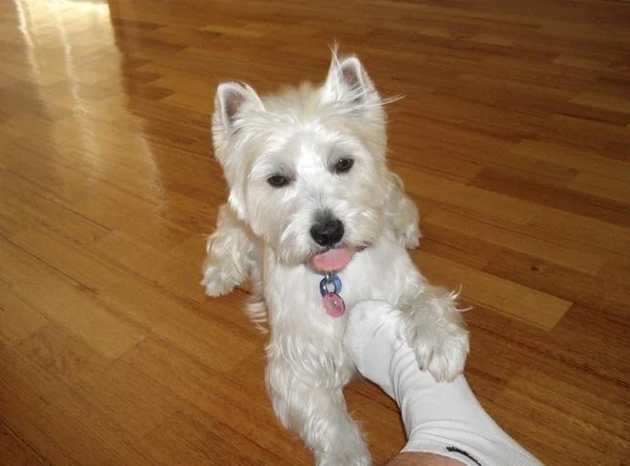 Lily, the West Highland Terrier behind LilyBux, at two years old in 2011, sitting on a wooden floor with her paw resting on her owner's foot.