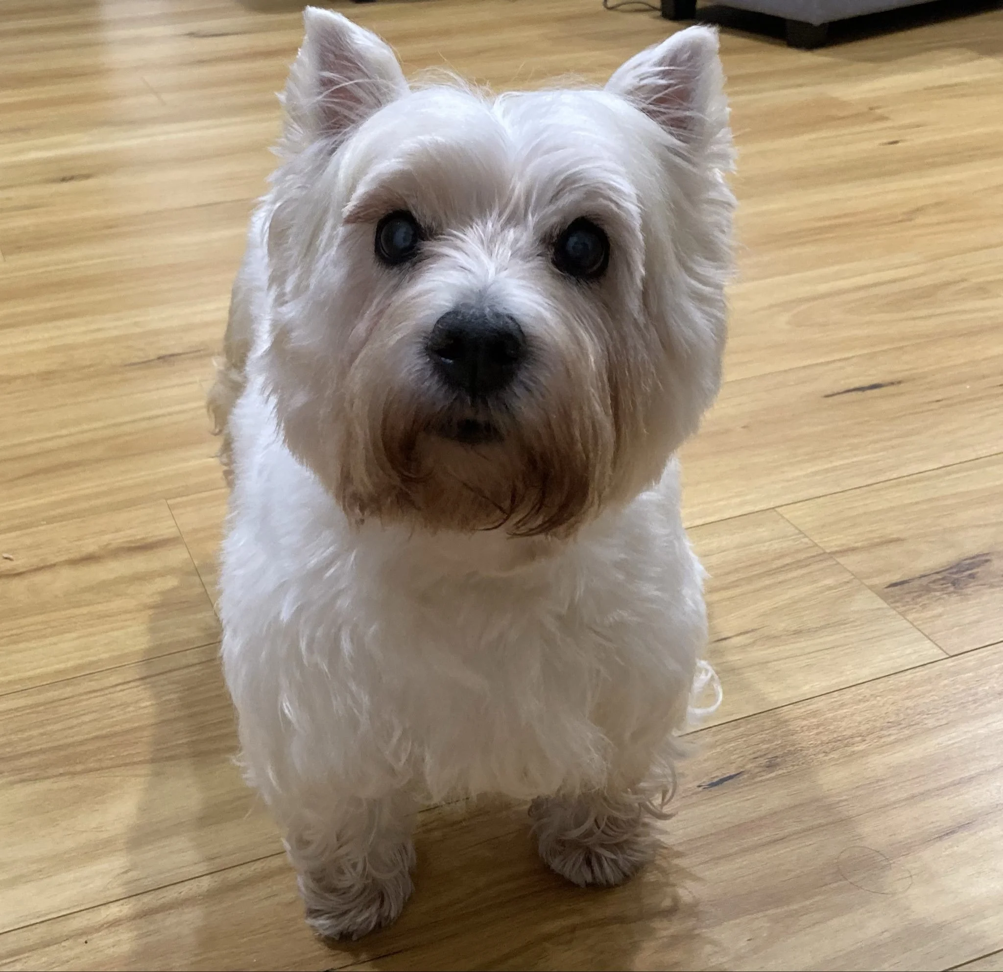 Lily, the Bitcoin dog behind the LilyBux memecoin, born January 3, 2009, the same day Bitcoin launched, photographed in August 2026.