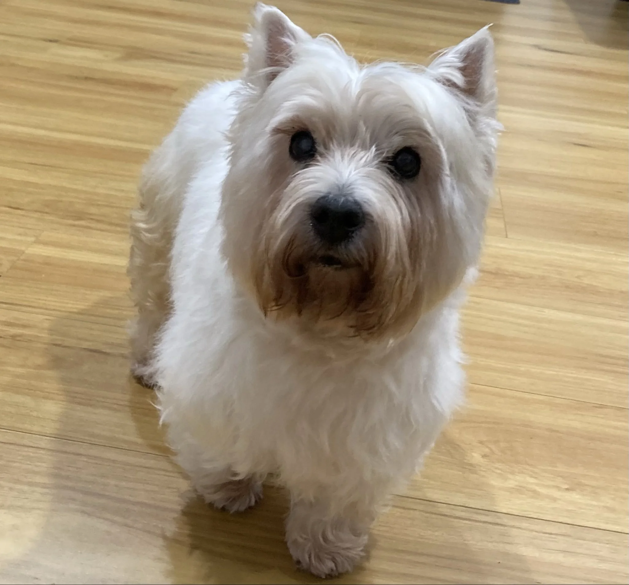 Lily, the West Highland Terrier known as the Bitcoin dog behind the LilyBux memecoin, photographed at home in August 2026.