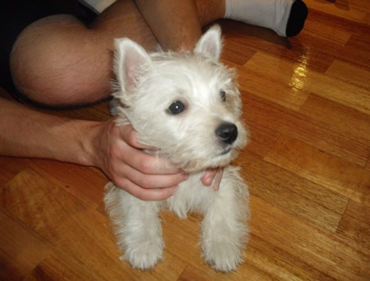 Lily as a West Highland Terrier puppy in 2009 being held indoors.
