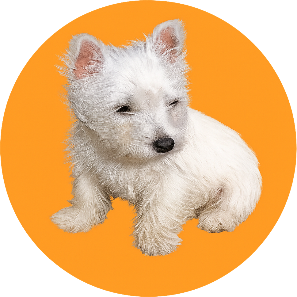 LilyBux logo featuring Lily the West Highland Terrier inside a Bitcoin-orange colored circle.