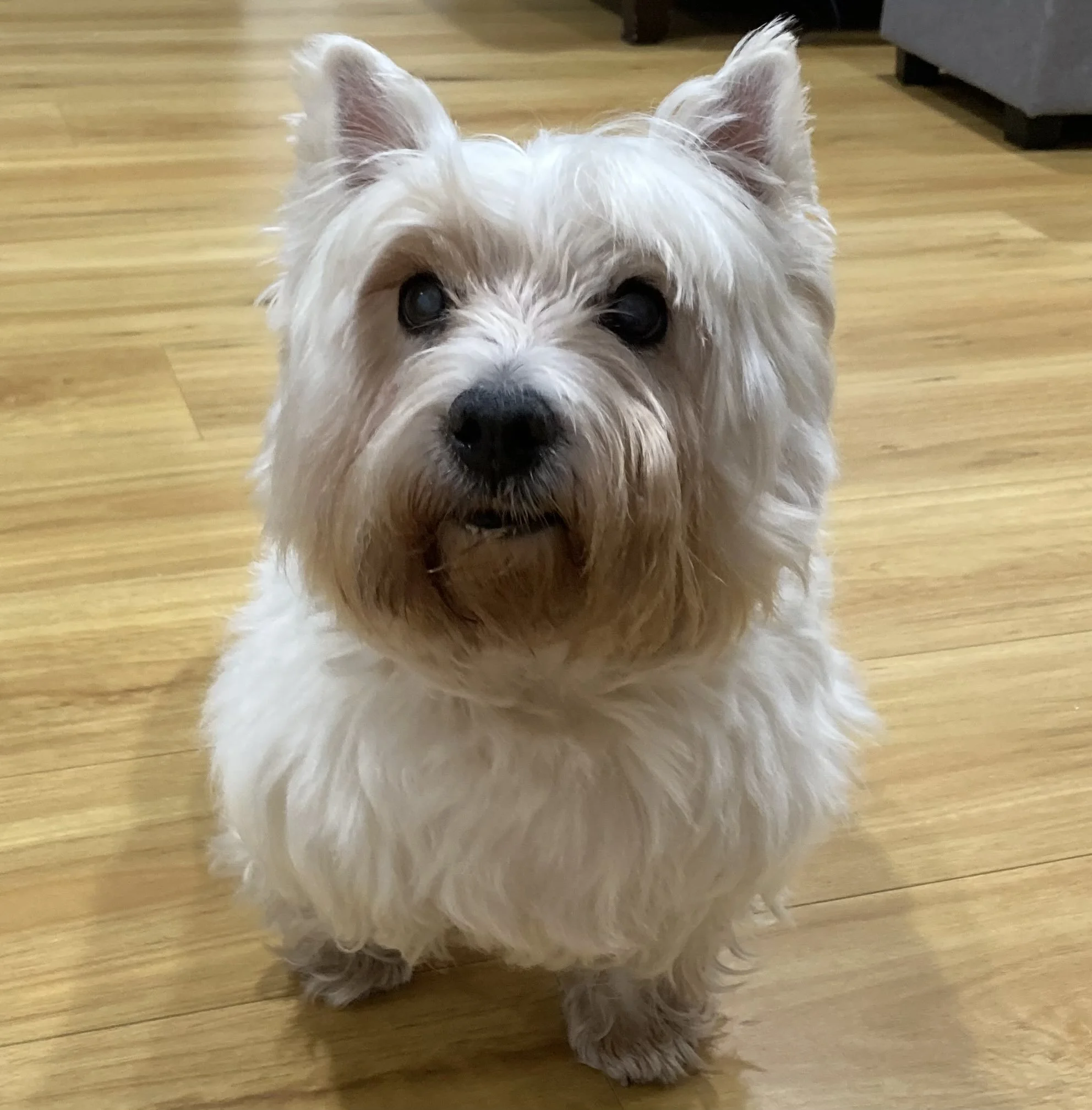 Lily, the dog behind LilyBux, born January 3, 2009, the same day Bitcoin launched, photographed in 2026.