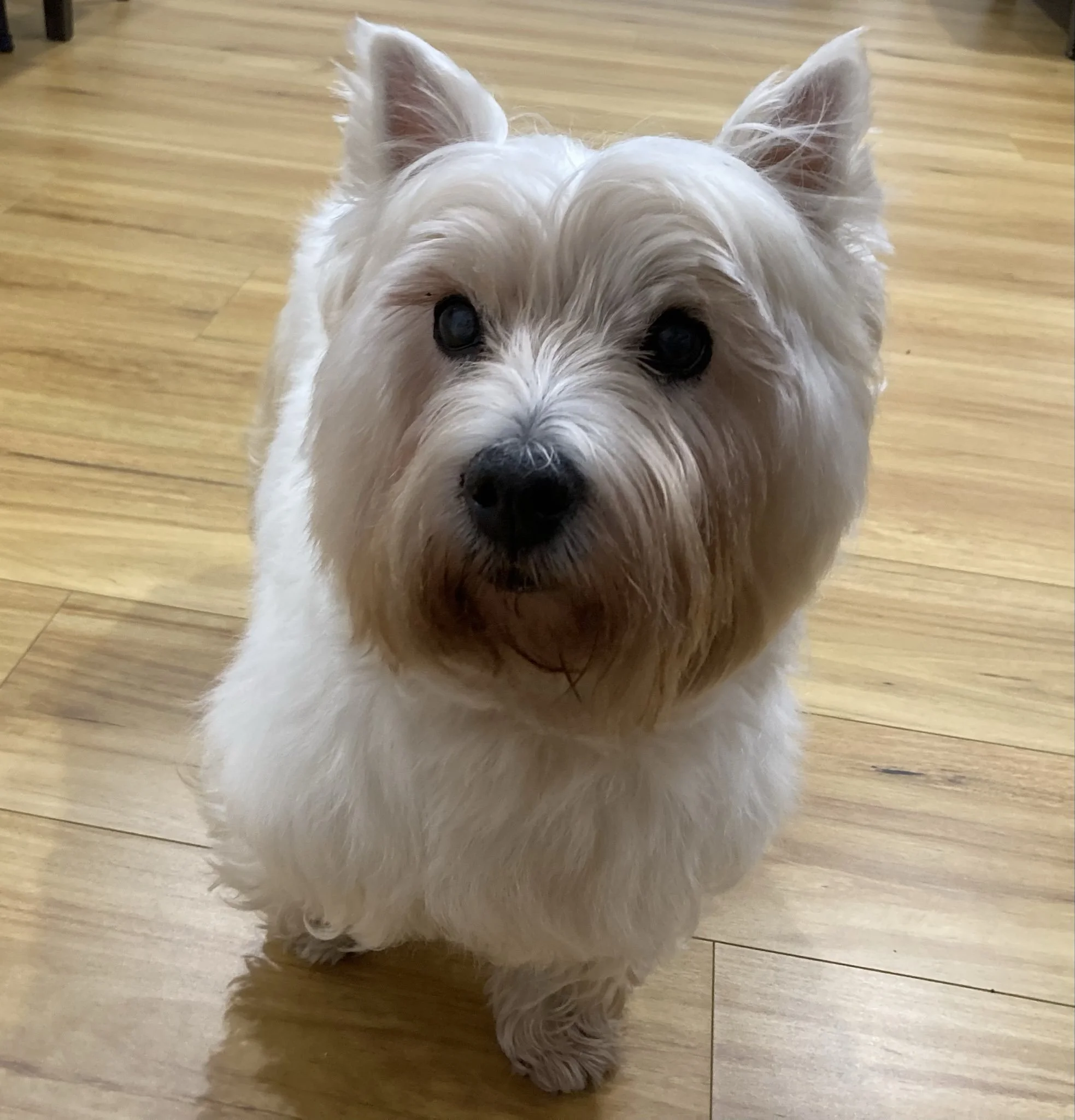 Lily, the West Highland Terrier behind LilyBux, photographed in 2026 at 17 years old.